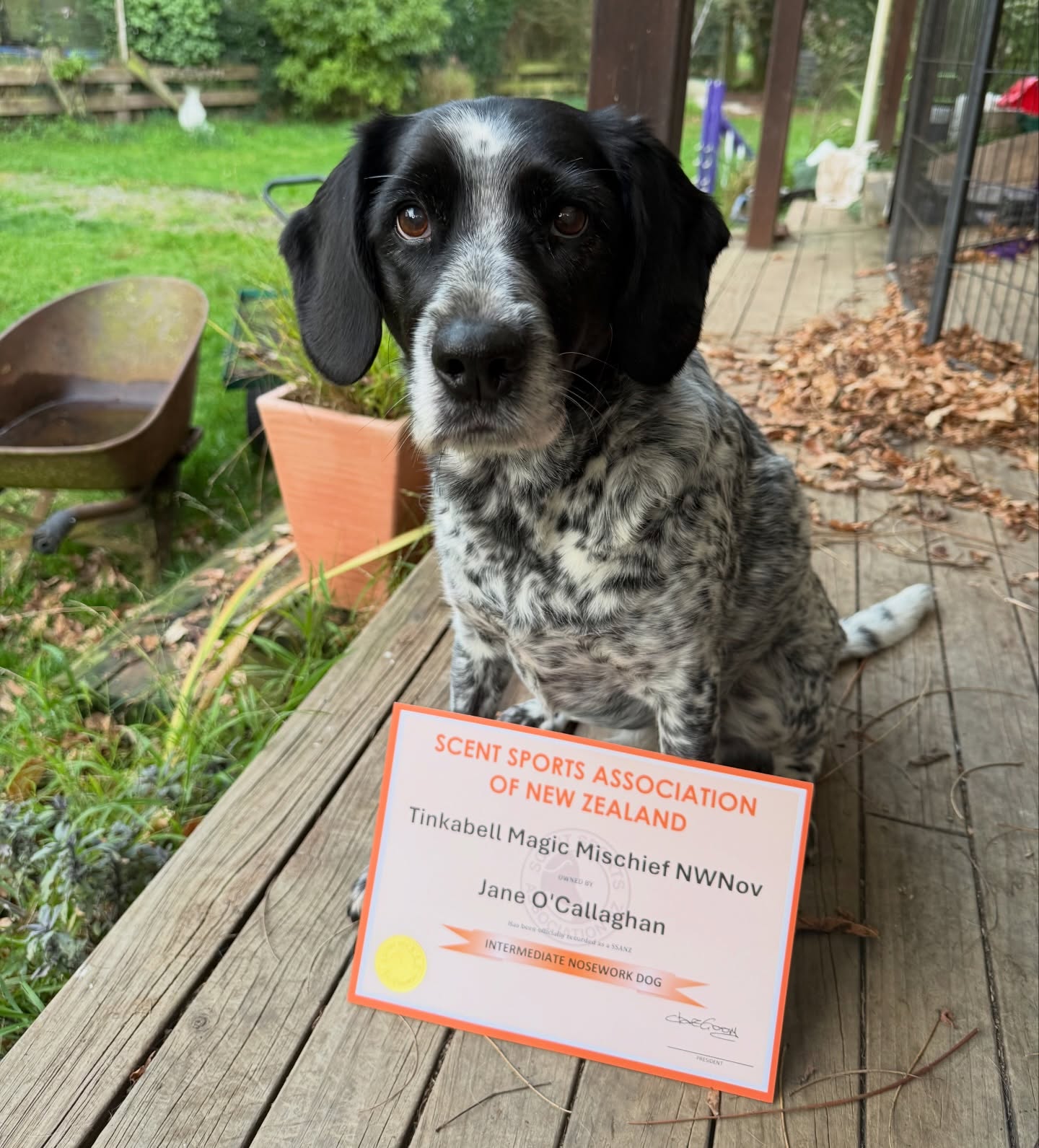 Tink got mail!!
Intermediate Nose Work Title through SSANZ. Clever girlie! 🎉 Scentwork is for dogs of all ages, stages and temperaments! New classes coming mid August if you’d like to step into your dog’s world!