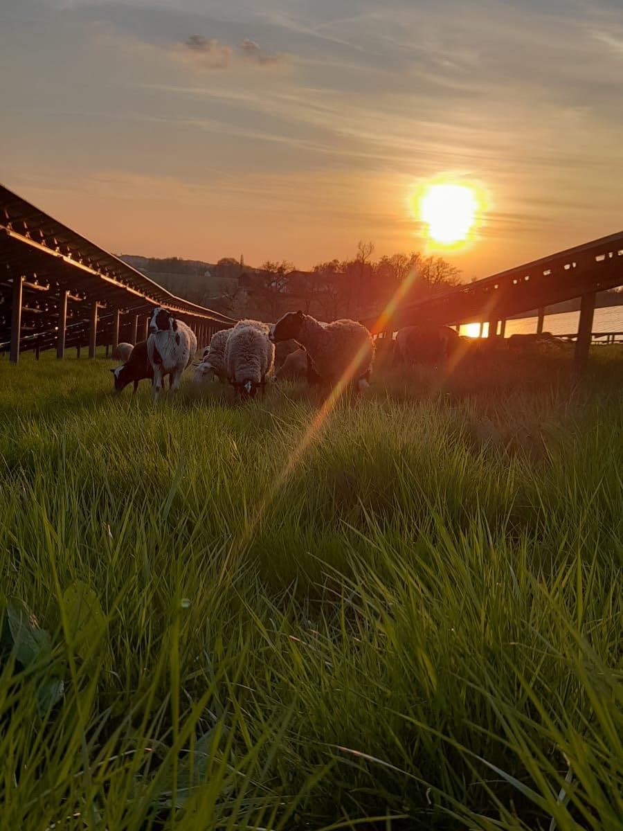 Frisches Bio-Lammfleisch direkt aus der Region! 🐑🌾Der Biohof Huber aus Pfaffenhofen hat wieder erstklassiges, saftiges Lammfleisch für euch im Angebot. Nachhaltig, artgerecht und in bester Bio-Qualität direkt von nebenan.Jetzt zugreifen und den Geschmack unserer Heimat unterstützen!👉 Den Link zum Shop findest du in unserer Bio.#pfaffenhofenerland #biohofhuber #lammfleisch #biolamm #regional