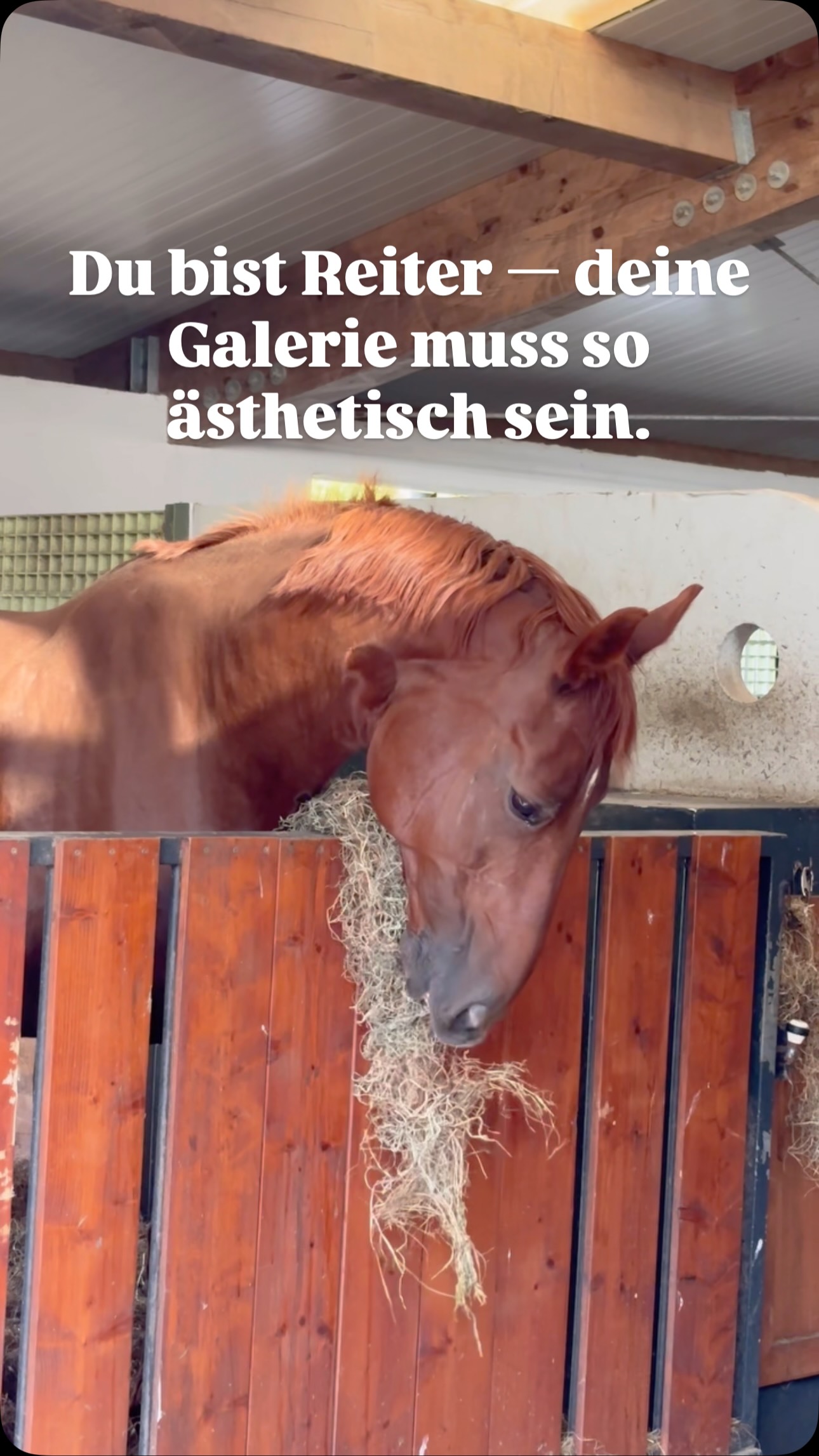 Ungefiltert. Ungeschönt. Und wir würden es wieder tun. 🐴
#pferd #reiter #pferdeleben #pferdehumor #stallalltag