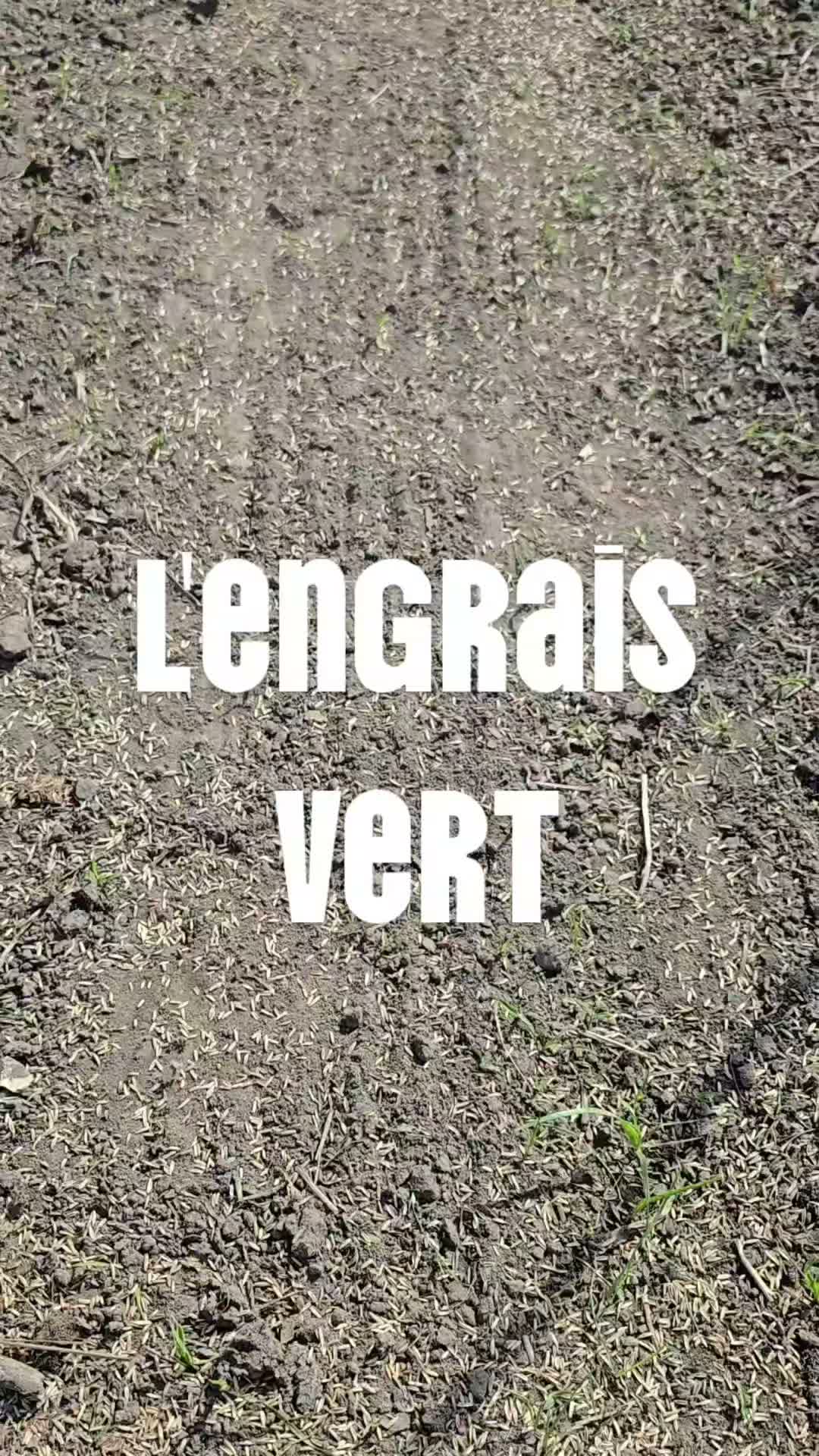 Pourquoi semons-nous du ray-grass et du trèfle entre nos rangs de culture? 🌱
Entre nos légumes, nous semons un mélange de ray-grass et de trèfle. Ce n'est pas seulement pour que ce soit joli... c'est un véritable allié pour nos sols!
🌿 Le ray-grass aide à protéger le sol contre l'érosion, limite les mauvaises herbes et améliore la structure du sol grâce à ses racines.
☘️ Le trèfle, lui, capte l'azote de l'air et le remet progressivement à la disposition du sol, ce qui enrichit naturellement la terre.
💚 En plus, avouons-le... c'est tellement agréable de marcher dans des entre-rangs verts, propres et tout doux plutôt que dans la boue ou la poussière!
Et ce n'est pas tout! L'an prochain, nous inverserons les cultures : les nouvelles planches de légumes seront installées exactement là où pousse aujourd'hui cet engrais vert. Les anciennes planches recouvertes de plastique deviendront, à leur tour, des entre-rangs semés de ray-grass et de trèfle.
C'est une rotation qui permet de nourrir le sol, de le garder vivant et de prendre soin de nos terres, année après année. 🌱