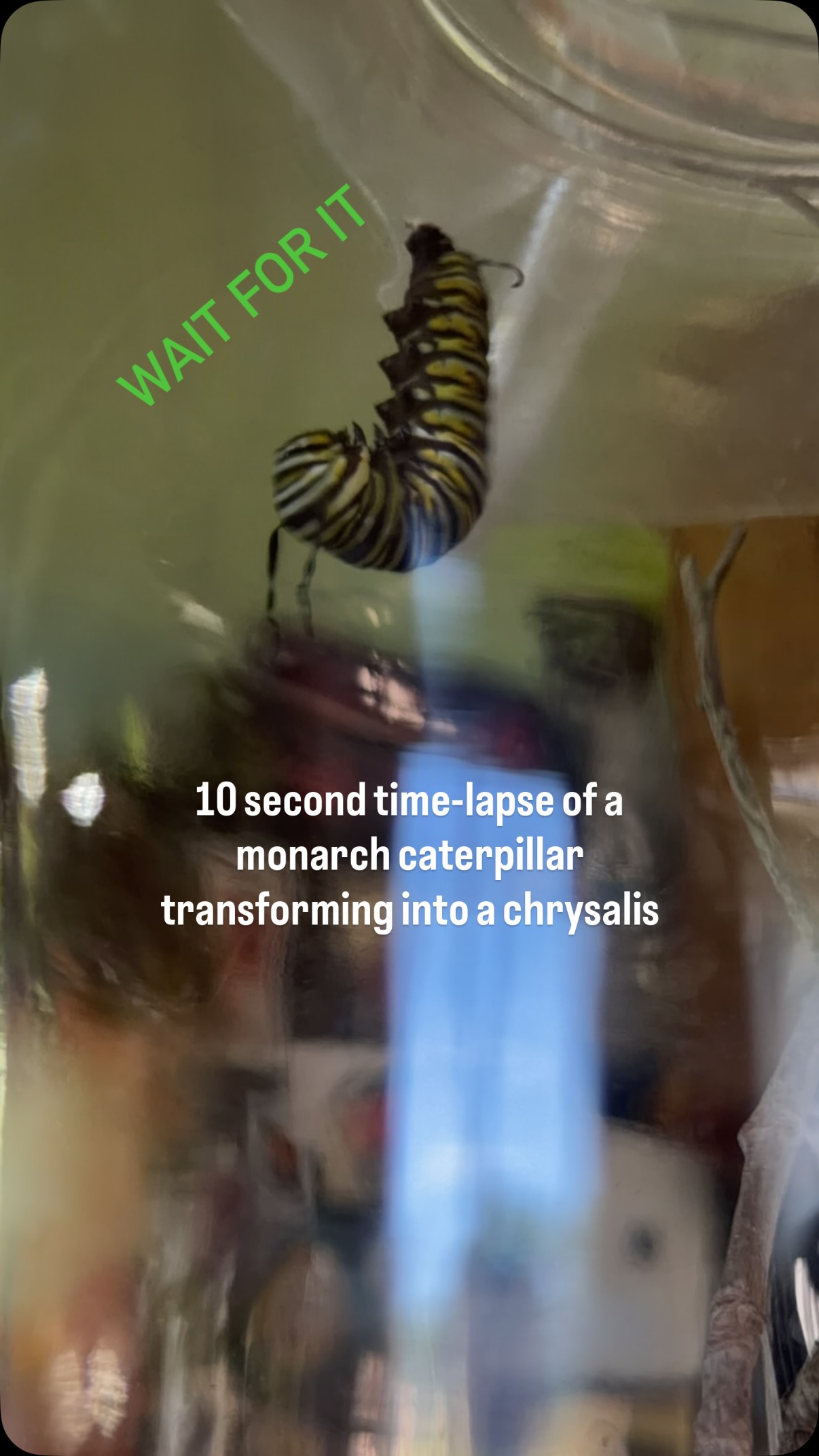 Amazing transformation that we caught on time lapse this morning. #monarch #catepillartochrysalis #transformation