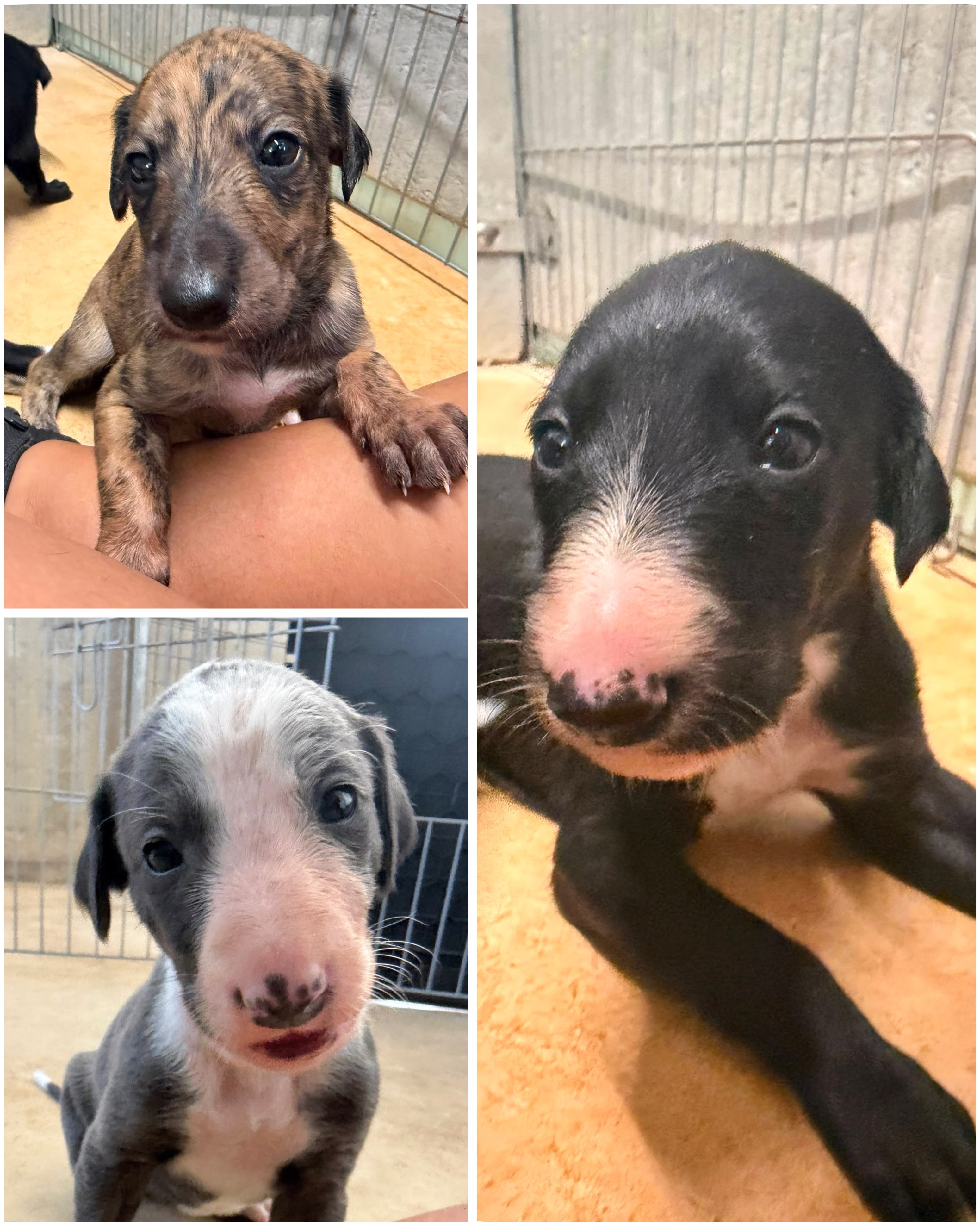 🥹 Die ersten drei Babys haben ihre Augen geöffnet!
Sind sie nicht einfach zum Verlieben? 💕
Es ist jedes Mal ein ganz besonderer Moment.
Sobald alle Welpen ihre Augen geöffnet haben, stellen wir euch jeden einzelnen noch einmal genauer vor und dann suchen wir gemeinsam mit euch die passenden Namen. 🐶
Wir freuen uns schon riesig darauf!💞