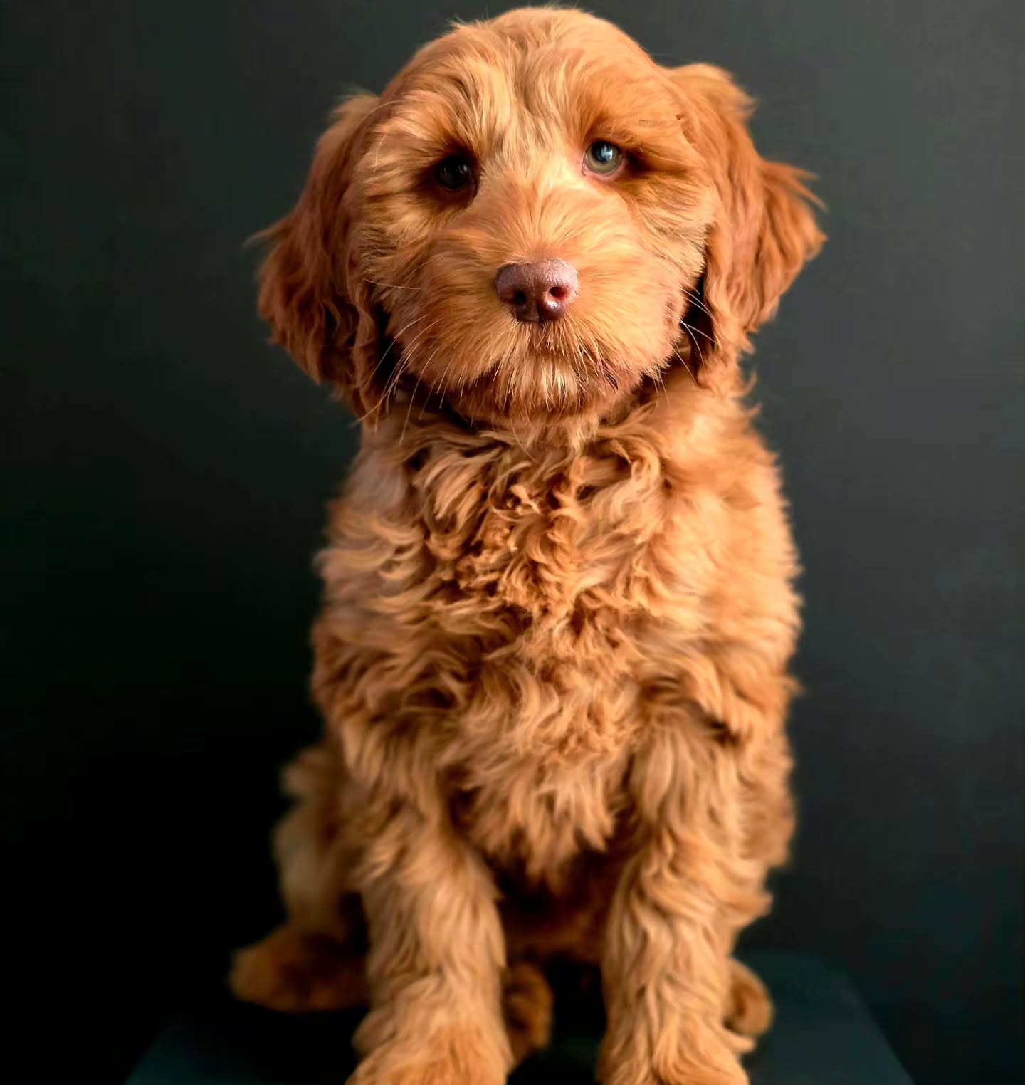 Meet Cilla 🤎
Cilla is one of our beautiful Elvis × Georgie puppies and is being considered for either a carefully selected local guardian home or placement through the Lovelocks New Breeder Mentorship Program.
She is expected to mature medium in size, is DNA clear and has good structure with a refined, straight, light-density fleece coat, the result of years of thoughtful breeding and selection.
For the right aspiring breeder, Cilla represents a rare opportunity to begin with quality Lovelocks bloodlines, hands-on education and experienced mentorship while developing an ethical breeding program built with principles and purpose.
Expressions of interest are welcome via brisbanecobberdogs@gmail.com
#AustralianCobberdog #lovelockscobberdogs
#Cobberdog #reddog #TherapyDogPotential