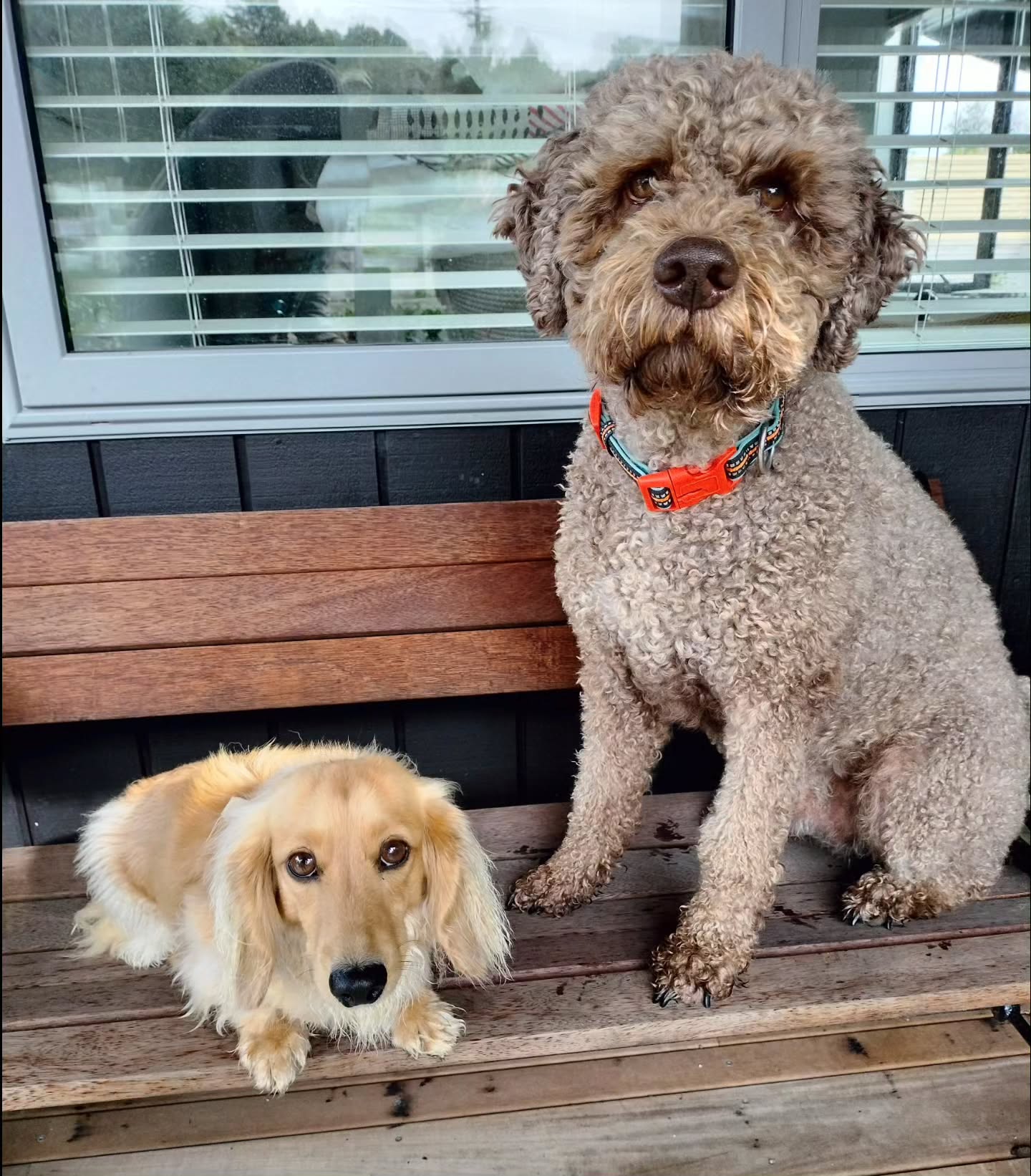 How adorable are these two!! They are in towel dry mode hence the looks on their faces đ
#lagottto #dashund #dogwalks