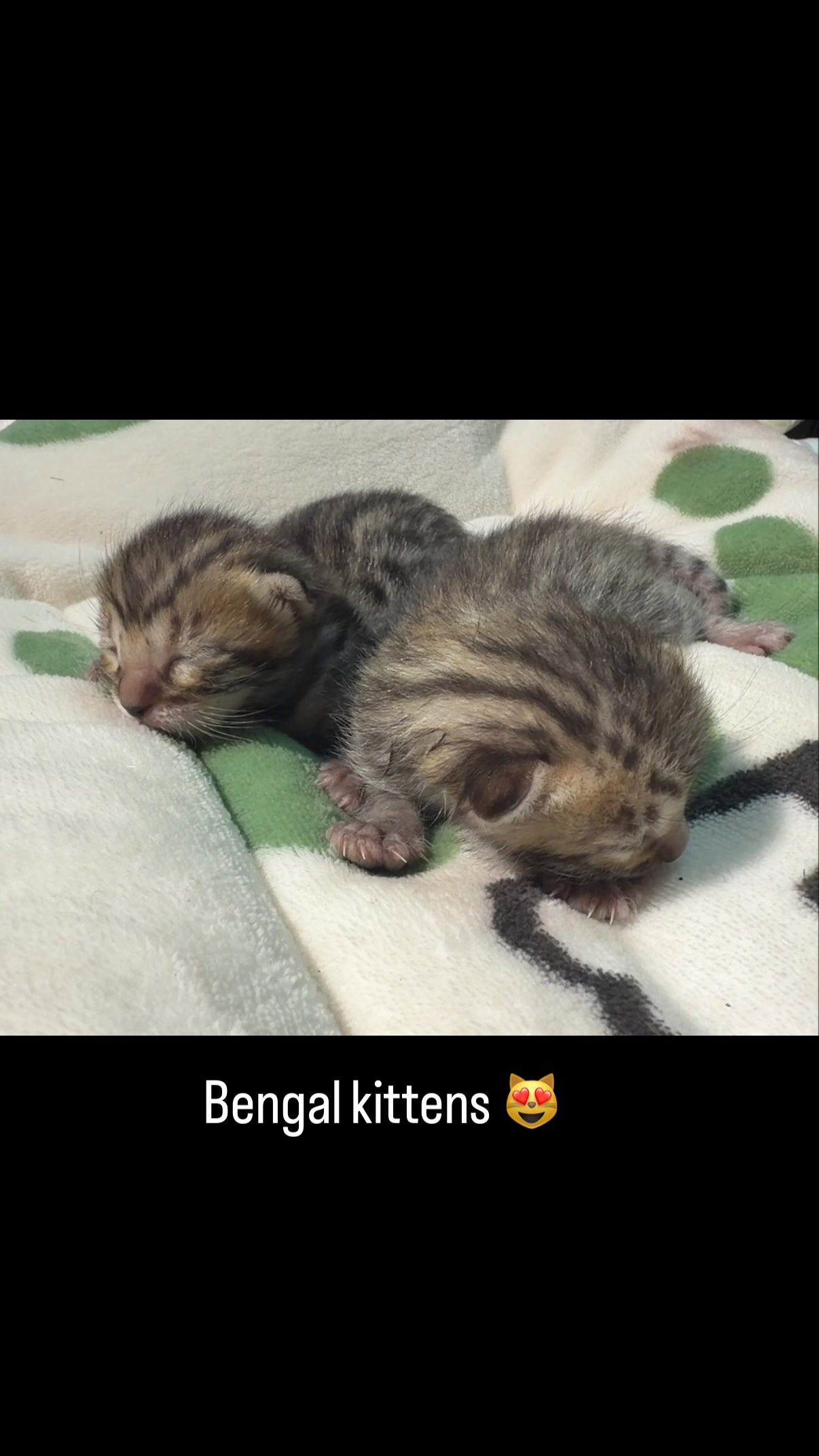 Baby girls are just soo cute 😻 #bengal #fyp #kitten #cat #bengalkitten