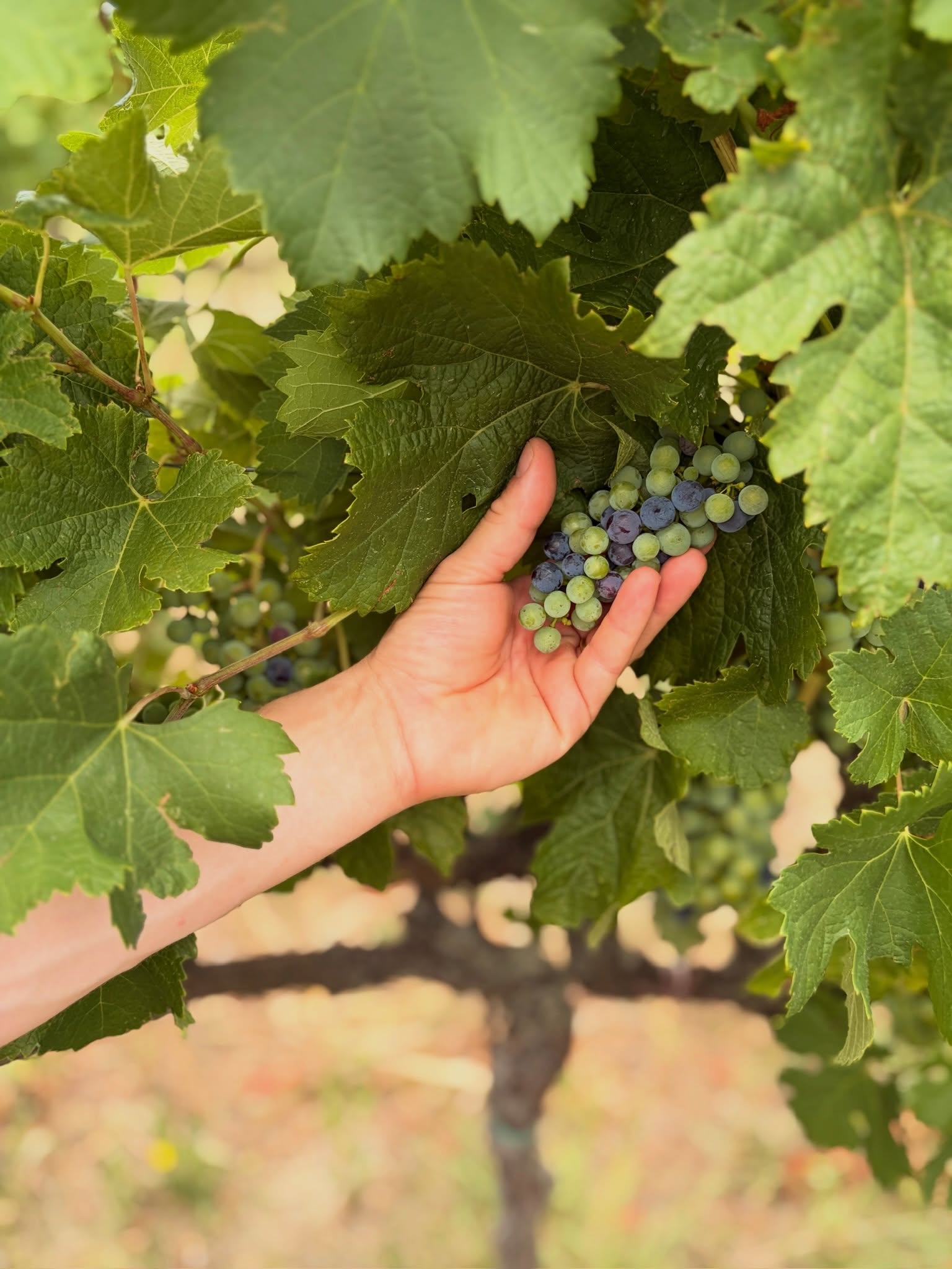 This week we headed to north east Italy to visit the wonderful Perusini wines in Friuli. One of the oldest wineries in the region, run by one of the youngest teams, the Perusini brothers Carlo, Tommaso and Michele de Pace.
Founded in the 18th century, Perusini is a family run winery widely recognised for its historical importance in Friulian winemaking and is also credited for preserving ancient native grape varieties, most notable Picolit.
Today, the brothers continue the family tradition on Gramoglino hill, known for centuries for its scenic beauty, soils, exposure and it’s own microclimate with a philosophy to produce wines that authentically convey the character of the grapes and personality of each vintage.
The Perusini estate has been managed under organic principles since 2014, excluding the use of synthetic fertilizers, pesticides, and herbicides in their vineyards. They focus on sustainable practices, such as avoiding chemical weeding and relying on mechanical maintenance between their vines.
We toured the winery and the estate, saw the construction of new terraced vineyard and newly planted vines too, as well as old vines going back over one hundred years, before tasting their portfolio of native grape wines (Fruilano, Ribolla Gialla, Refosco, Pinot Grigio and Picolit) as well as international varietals too (Sauvignon Blanc, Chardonnay, Cabernet Franc and Merlot). They produce two delicious method traditional sparkling wines - a Blanc de Noir and a Blanc de Blancs too.
For the duration of the trip we were fortunate to stay at Villa Pace, the family home that was built in the 16th century by Count Carlo Maria Pace and has now been lovingly restored by Teresa Perusini and her husband Giacomo de Pace.
Carlo was keen to immerse us in the regions great culture and historical past so we visited the beautiful towns of Grado and Cividale, and also the port city of Trieste. A short hop over the border in Slovenia is the adventure town of Bovec, where we managed to white water raft down the Soca River!
For more information on Perusini and their wines please contact your account manager 🍷🇮🇹