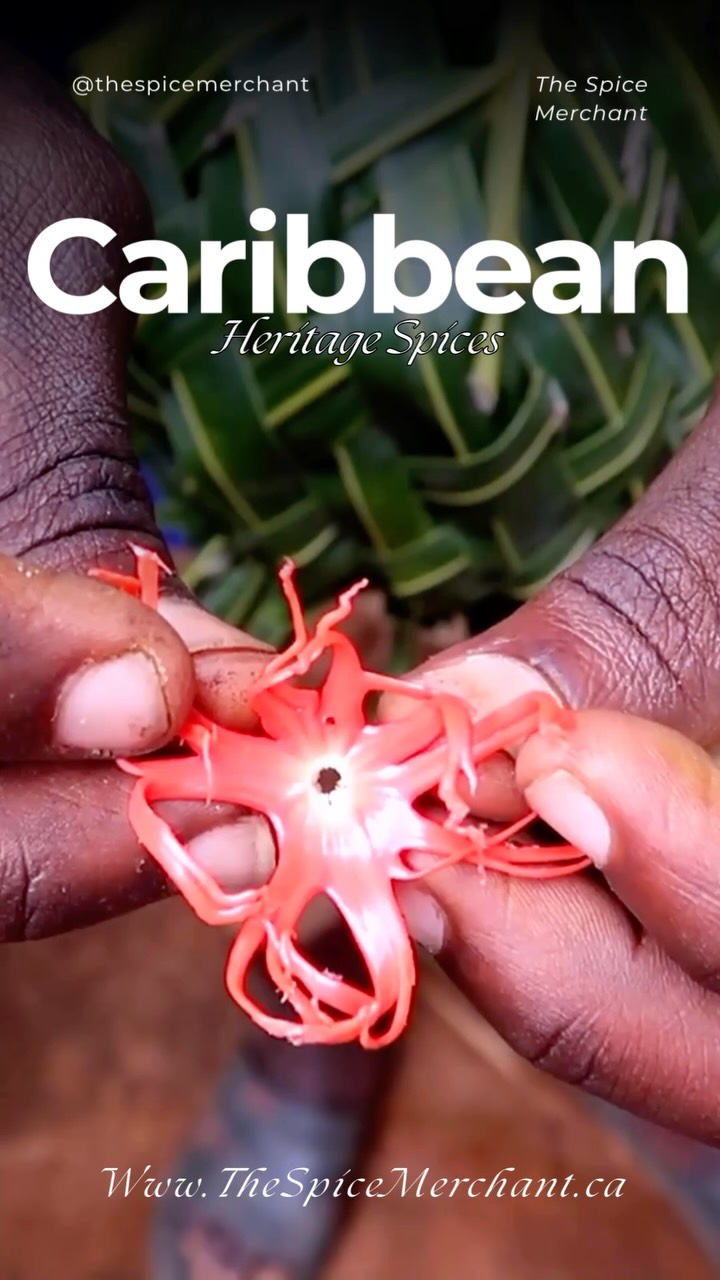 The Caribbean doesn’t reveal itself all at once. It arrives on the Caribbean winds. The perfume of allspice drying in the sun, the bite of Scotch bonnet peppers hanging in market stalls, fresh nutmeg cracked open with stained hands, cinnamon bark bundled with bay leaves, cloves soaking into a rum punch, and wild thyme picked straight from the backyard. These aren’t just spices. They’re history, survival, identity and heritage.
At the Spice Merchant we source spices direct from small farms in the Caribbean. Nutmeg and Mace from Grenada. Allspice and Scotch Bonnets from Jamaica. This ensures that the heritage of these spices remains on these amazing islands.
#caribbean #calgary #spice #spicestore #yycliving