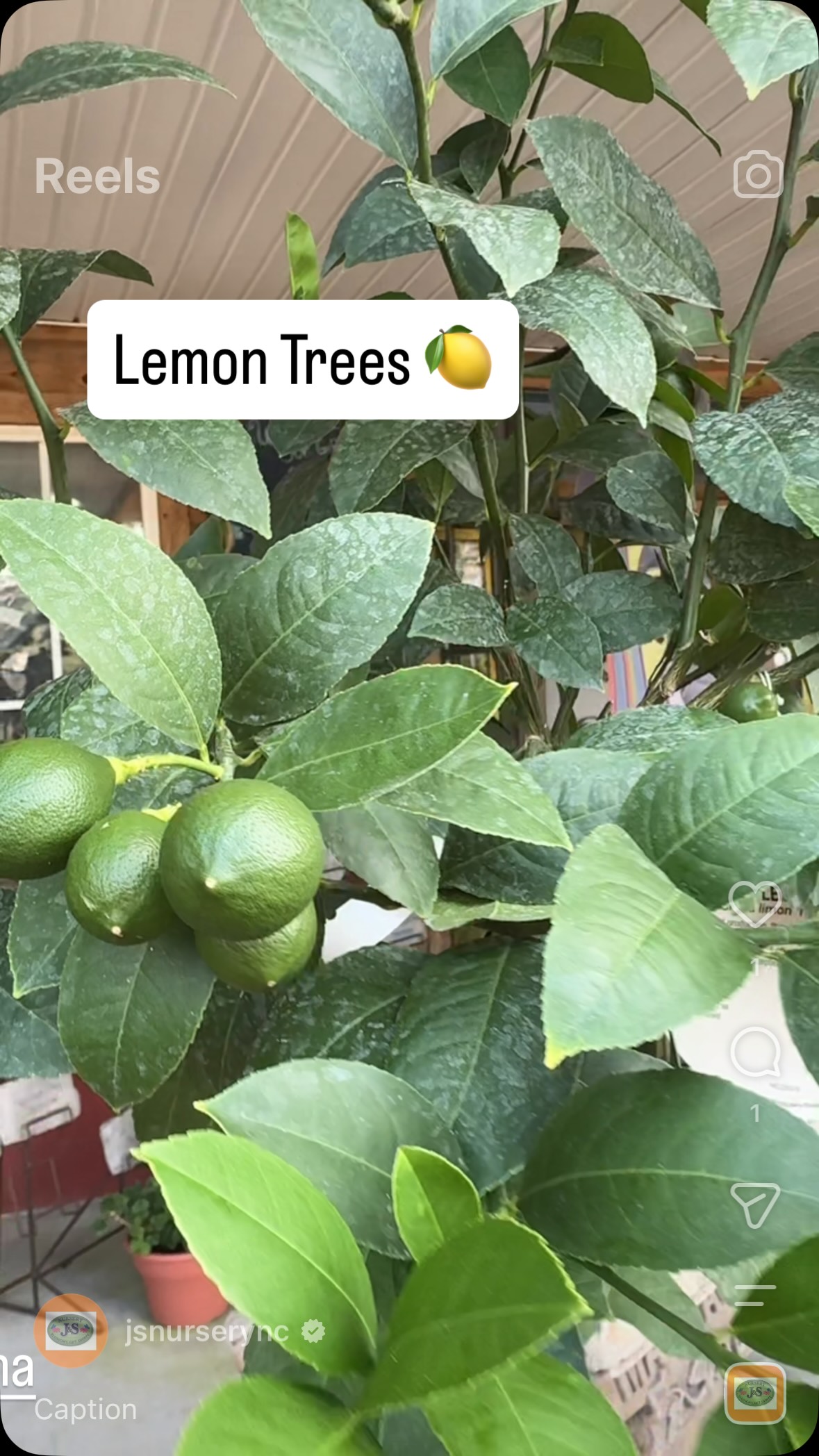 Look what I spotted while locking up the gift shop! Our lemon trees are growing some beautiful fruit! Just in time for fresh summertime lemonade. ☀️🍋
Who’s ready to grow their own lemonade? 🙋♀️🍋
Saturday hours: 8am-4pm
#JSNursery #NewportNC #LemonTrees #GrowYourOwn #SummerGardening