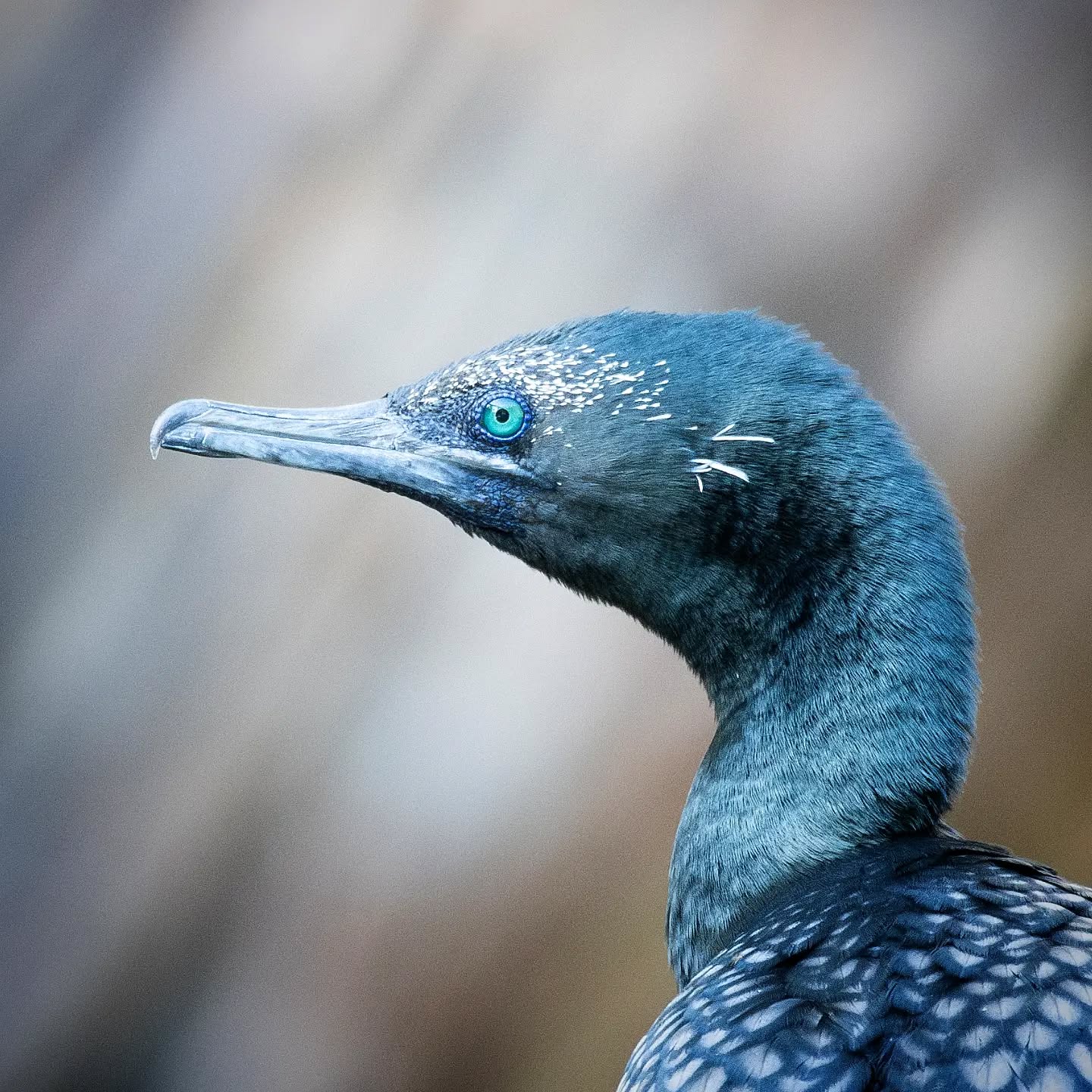Little Cormorant ... Beautiful Green eye
#nikonaustralia #australiangeographic #birds #birdphotography