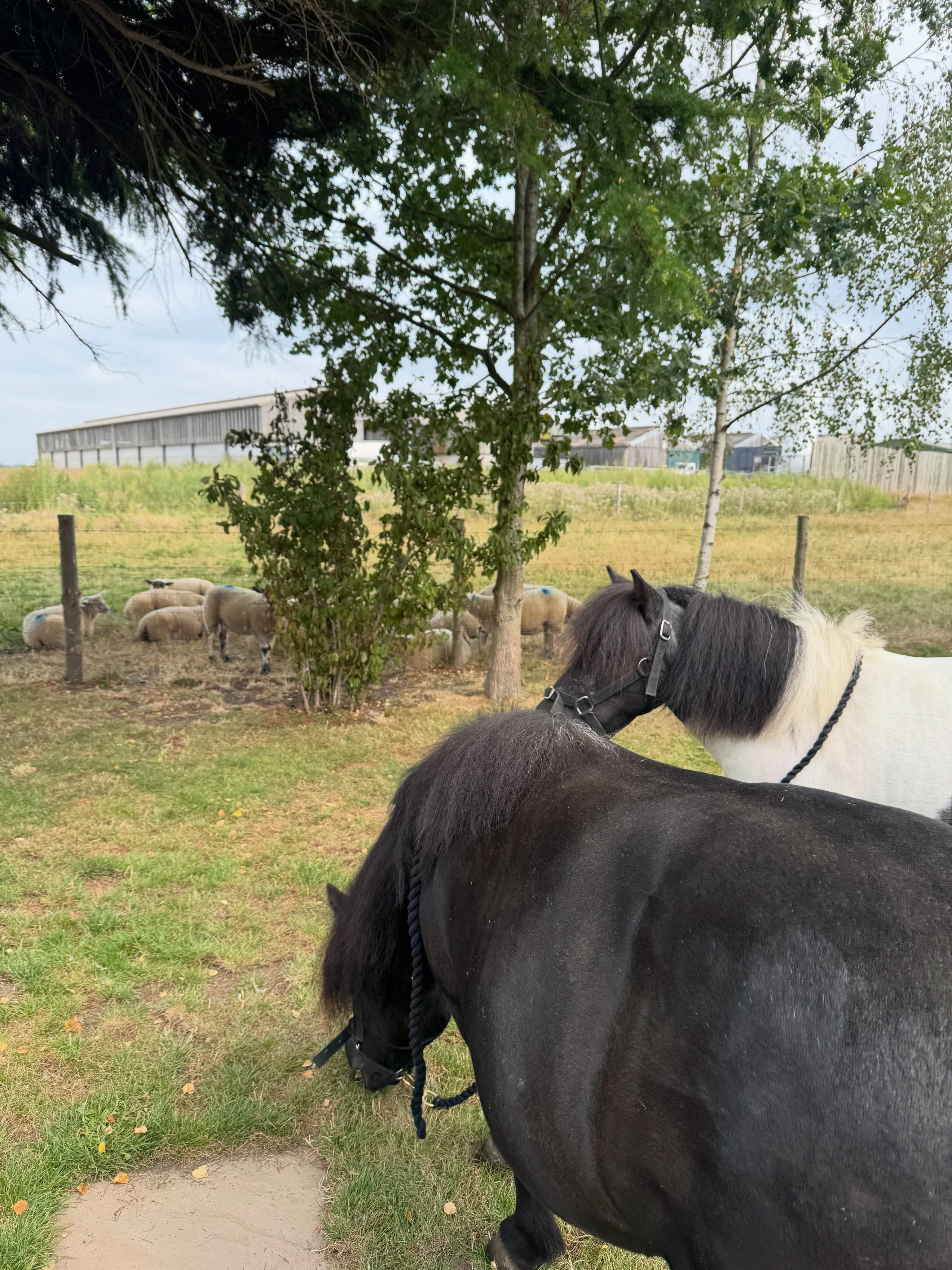 We love attending home visits but it makes it just that little bit more special when we get asked to come back again! 🫶🏼🐴