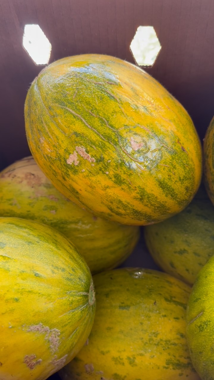 Lambkin melon lovers, we’ll have plenty of Lambkins at the Carrboro Farmers Market on Saturday morning, 7 am til noon.
If you haven’t tried a Lambkin yet, we’ve heard them described as “dew drops from heaven”! They’re a sweet, soft, flavorful Piel de Sapo melon, with a taste kinda halfway between cantaloupes and honeydews.