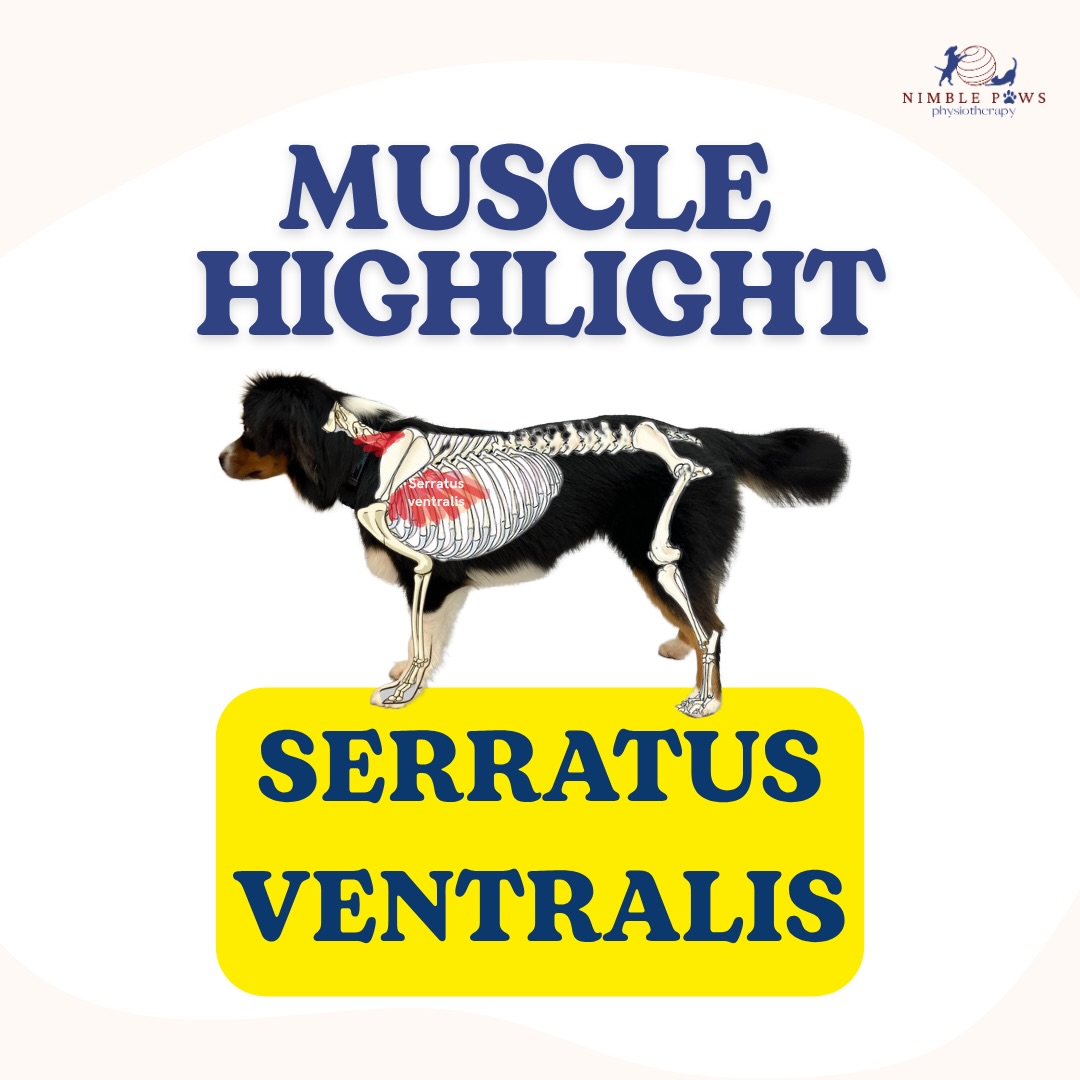 Did you know dogs don’t have a functional collarbone? 🤯
Instead, they rely on a group of muscles called the thoracic sling to support their front end;
and one of its key muscles is the serratus ventralis.
Although it’s hidden beneath the shoulder blade,
this muscle works hard every time your dog
stands, walks, runs and lands.
It helps support the trunk,
manage forces through the front limbs and
contributes to smooth, efficient movement.
Like the other muscles we’ve highlighted,
the serratus ventralis doesn’t work alone.
It works together with the rest of the thoracic sling
and surrounding muscles to provide a stable foundation for movement.
Swipe through to learn more about this often-overlooked muscle and why it matters for your dog’s mobility. 🐾
#nimblepaws #movementmatters #caninerehab #dogphysio #sgdogs
