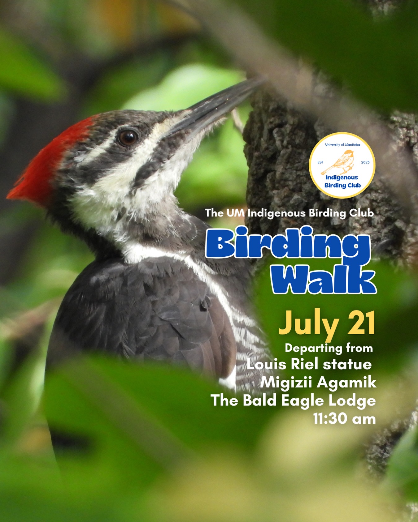 Next birding walk is on July 21! We will be joined this week by the amazing Indigenous students in the Wawatay program @umanitobasci.
Join us for a relaxed, 1.5-hour birding walk that begins at Migizii Agamik – Bald Eagle Lodge. We will gather at 11:20 a.m. by the Louis Riel statue, with the walk starting promptly at 11:30 a.m. The walk will take us to King’s Park, or another nearby location, at a leisurely pace, allowing us to enjoy our feathered relatives in the green spaces on and near campus.
These walks are open to BIPOC (Black, Indigenous, and People of Colour) folks and allies who share our belief that birding is for everyone, regardless of experience. Whether you’re new to birding or a seasoned enthusiast, we welcome you to join. Just dress for the weather and be sure to bring sunscreen and water. If you don’t have your own binoculars, we have some available to borrow.
Our walks are an opportunity to connect with nature, build community, and learn from one another in a relaxed and supportive environment. Feel free to participate at your own pace, there’s no need to stay with the group the entire time, and you’re welcome to come and go as you please.
Accessibility Information:
The walk covers a variety of paths, including pavement, grass, dirt, and gravel, with mostly flat terrain and a few gentle slopes.
Washrooms are available approximately halfway along the walk.
If you need assistance or have specific accessibility requirements, please let us know in advance so we can do our best to accommodate you.
Parking:
Please note there is NO free parking on campus M-F from 8:30 a.m. to 4:30 p.m. Parking is available in the Parkade and at metered spaces for a fee.
We look forward to seeing you there!
📷: @justinleerasmussen
@umindigenous