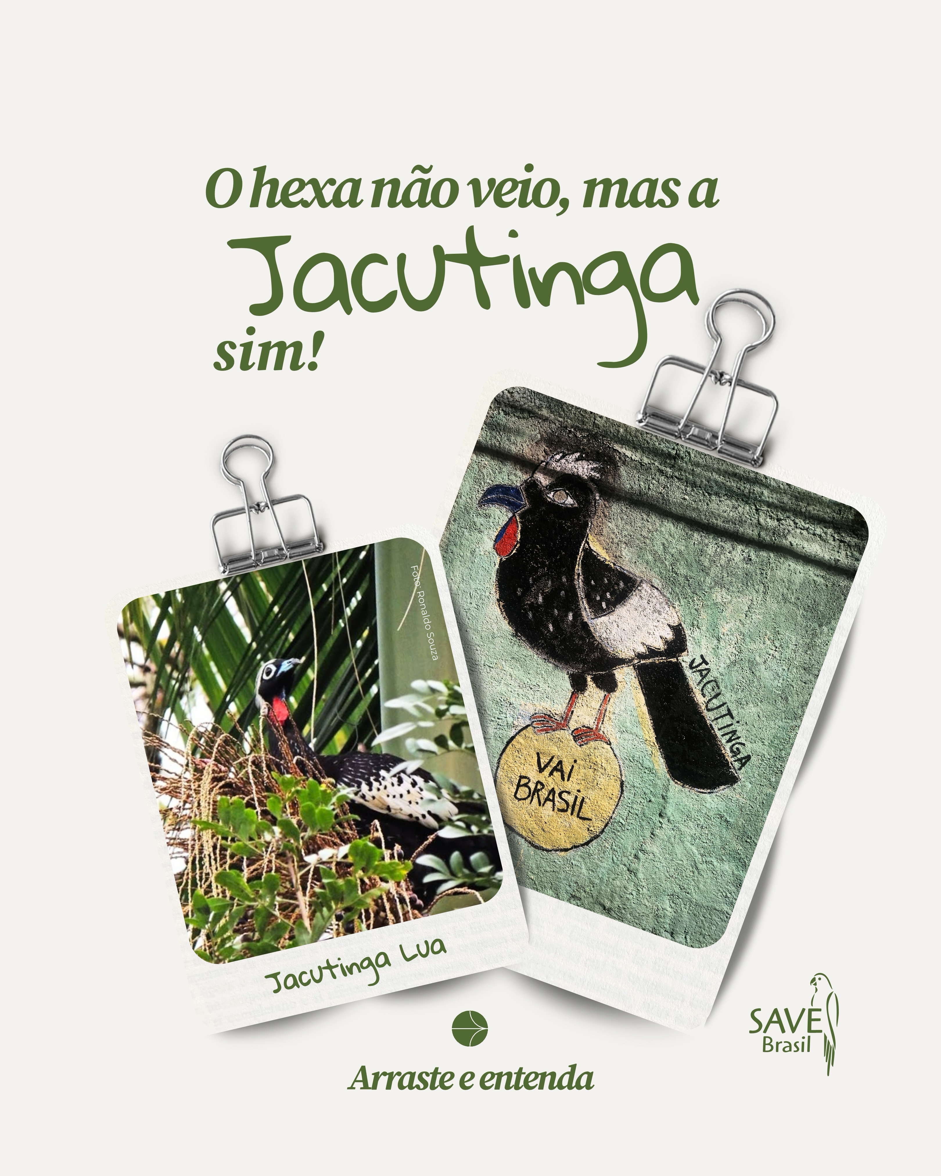 O hexa não veio... mas a jacutinga, sim. 💚🐦
Às vezes, as melhores vitórias acontecem longe dos estádios.
Em São Francisco Xavier, um mural com a jacutinga foi pintado por moradores durante o clima de Copa. Duas semanas depois, uma surpresa: Lua, uma jacutinga que não era avistada desde 2024, apareceu justamente na rua onde a pintura foi feita.
Coincidência? Talvez.
Mas o que essa história realmente mostra é a força de uma comunidade que conhece, valoriza e ajuda a proteger a biodiversidade ao seu redor.
Graças ao olhar atento dos moradores, Lua foi registrada e seu avistamento passou a contribuir para o monitoramento participativo da espécie. Cada registro ajuda a entender por onde as jacutingas circulam e fortalece as estratégias para sua conservação.
Quando a comunidade se envolve, a natureza responde. 🌿
💚 Que essa seja mais uma vitória da conservação.
-
#SAVEBrasil #Jacutinga #MonitoramentoParticipativo #ConservaçãoDaNatureza #AvesDoBrasil