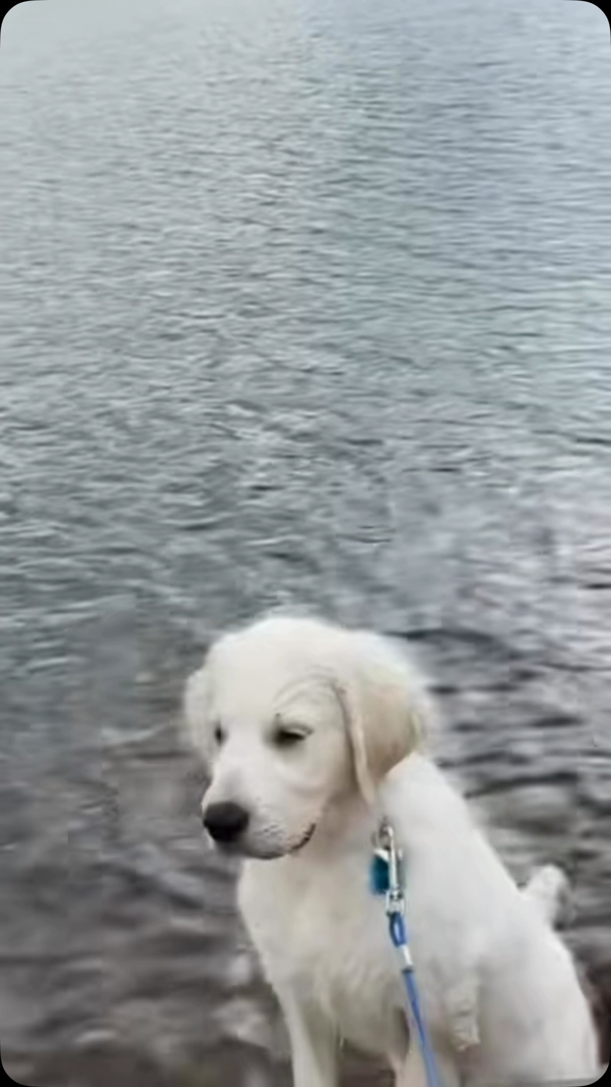 #puppylove #puppies #puppy #dog #dogsofinstagram