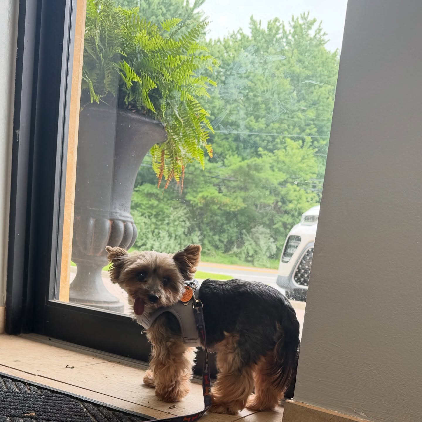 Some of the furry faces we love to see. They are why we do what we do and we always love the stress relief from a visit and pets. #ExtendTheirStay #ShopLocal #dogsofinstagram #puppylove