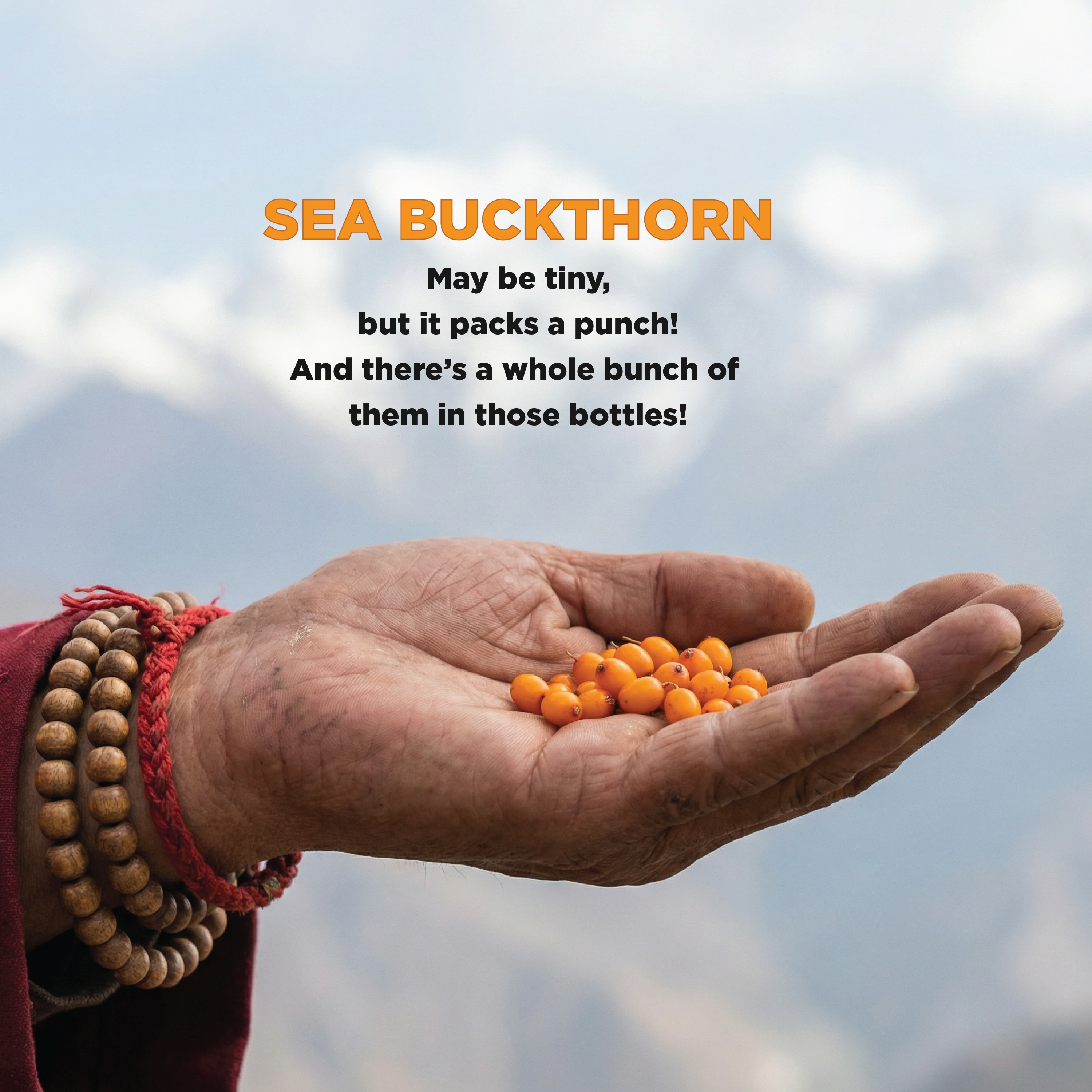 Sea Buckthorn 🍊🌱
The Miracle Berry
May be tiny, but it’s packed with extraordinary power! 💥✨ Rich in vitamins, antioxidants, and the rare plant-based Omega-7, this golden berry is nature’s way of supporting your wellness from the inside out.
Small berry. Big benefits. 💛
#SeaBuckthorn #MiracleBerry #Superfood #Omega7 #drinkyourvitamins