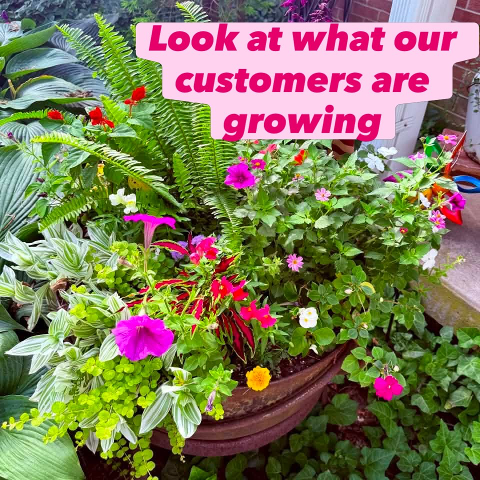 We love your summer growth!! You all are sharing beautiful photos and we are excited to share your work!! #growbeauty #greenhouselife
