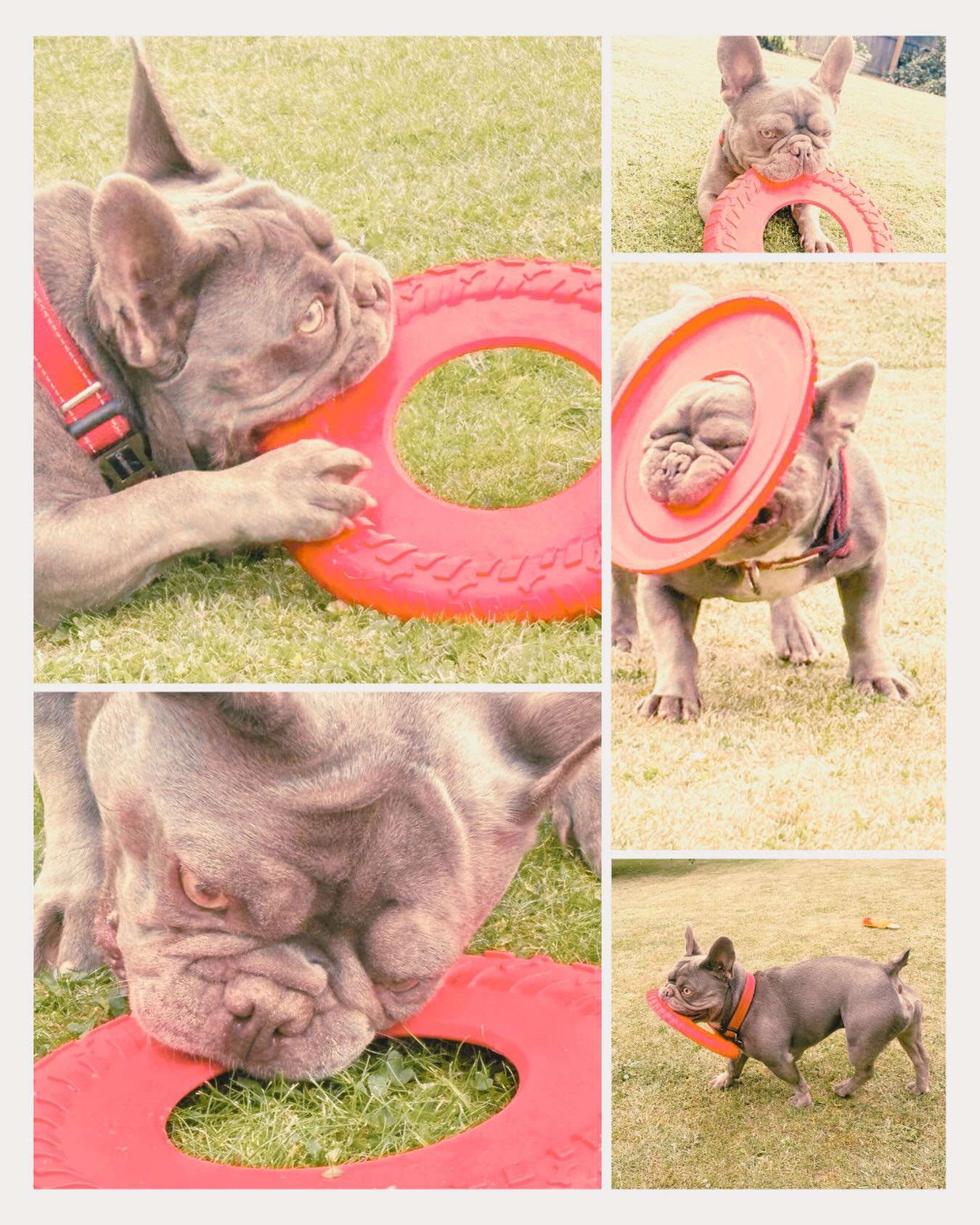 Bruno would undoubtedly win the Frisbee World Cup! 🥏 (Or at least try to eat it.)
Top tip ~ if the World Cup and heat are getting you down…don’t just replace the water, replace the minerals too. Sodium, potassium and magnesium are all important in the heat. 💧☀️
I’ve tagged my favourite @pebblenutrition potassium if you need to stock up.
~ I work for Pebble Nutrition
#frenchbulldog