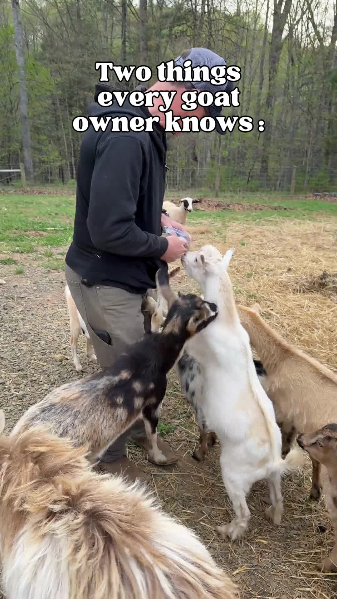 Personal space is just a suggestion when you have goats 🐐😜🐐
ㅤ
#goat #farm #farmanimals #farmlife #homestead