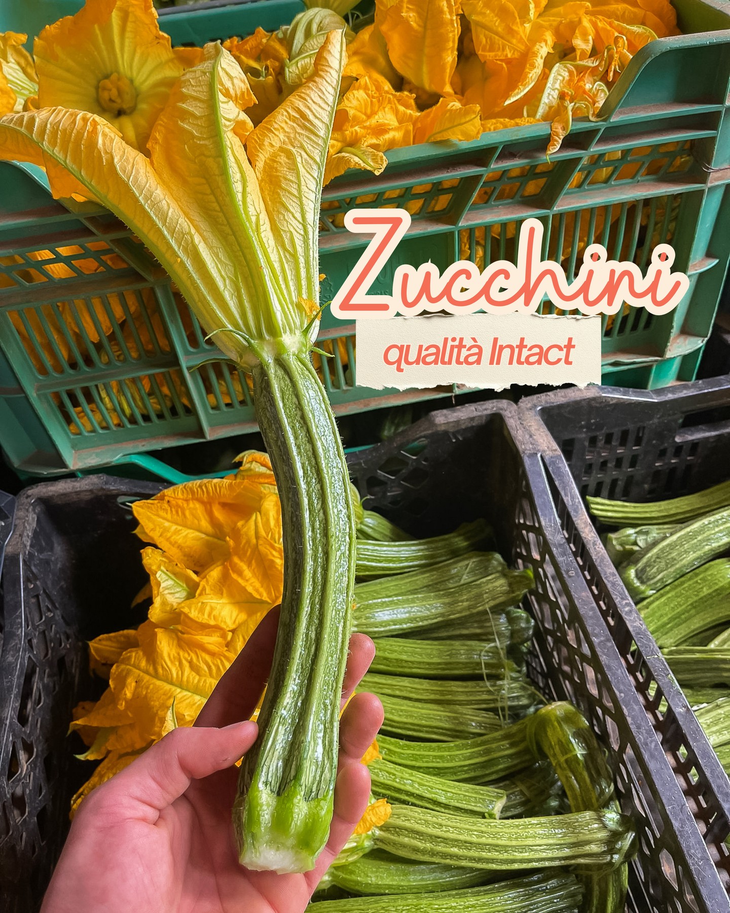 Verde zucchino o Verde Intact, che ha contribuito alla qualità e alla resa di questa raccolta 🌱🤩
#intactsolutions #verdeintact #highperformingcrops