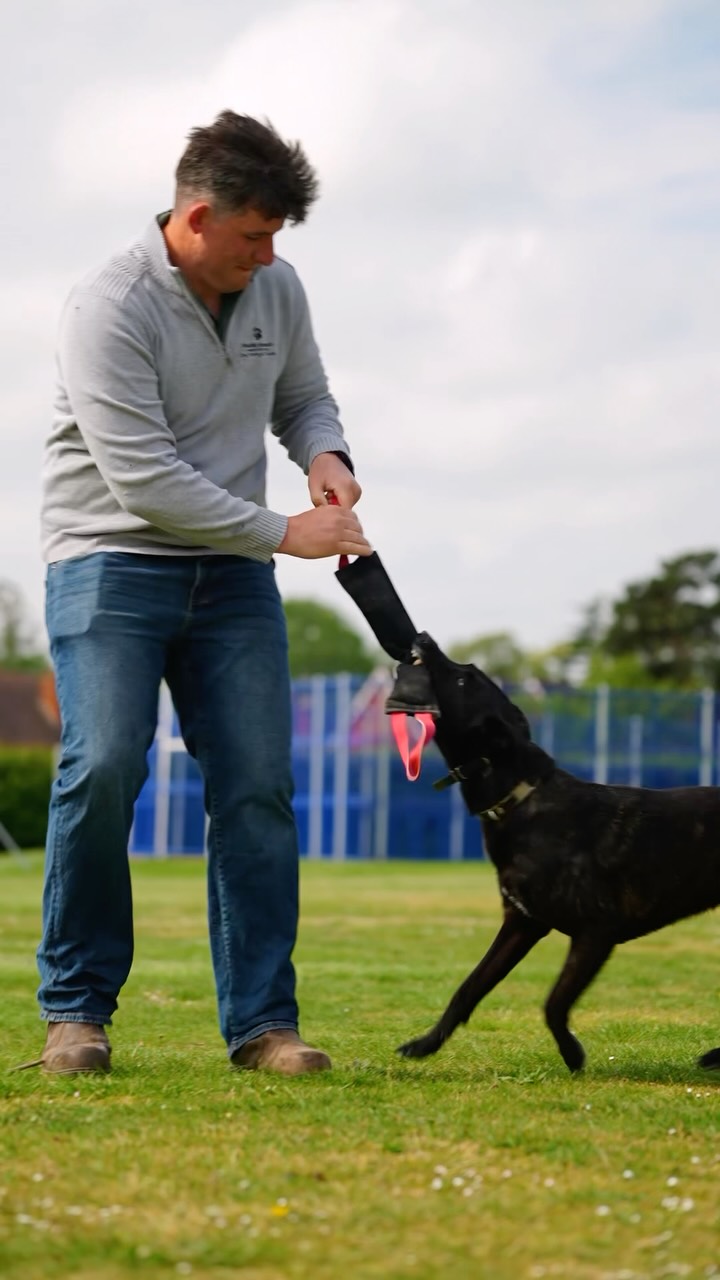 Play with your dog please and thank you. That’s all 😌
🎥 @showcasedogs
Contact us! ⬇️
Holisitchounds_uk
📩 hello@holistichounds.uk
📞 07591576330