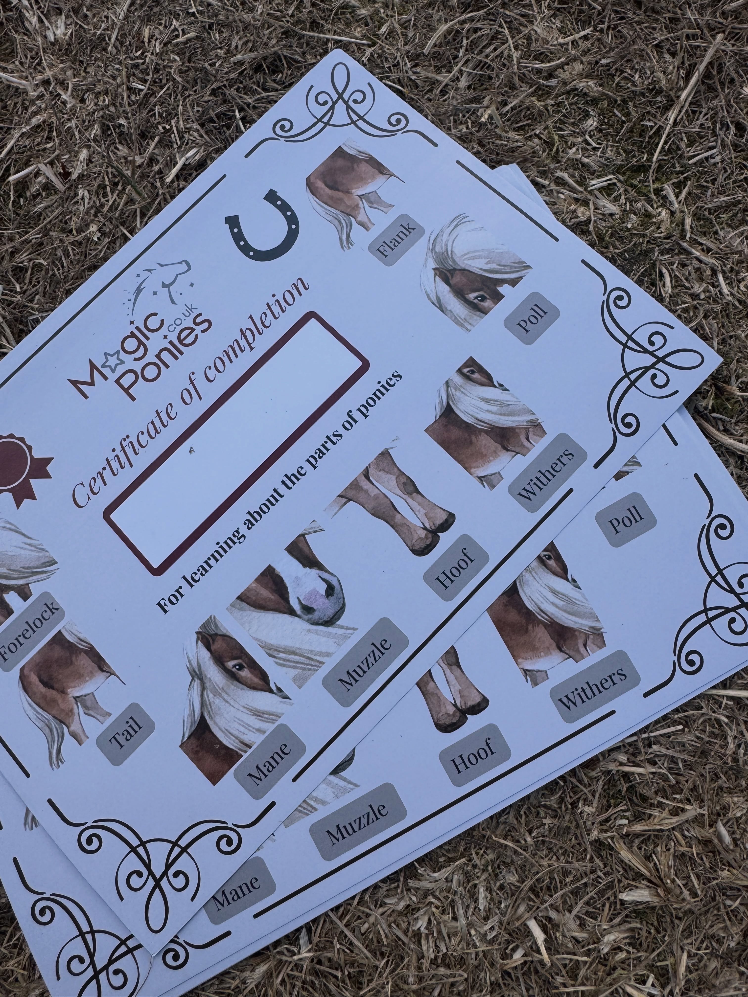 Schools almost out for Summer and my students all passed their recent 6 week after school pony club with flying colours 🎓🐴 Looking forward to welcoming my new members in September! 🫶🏼