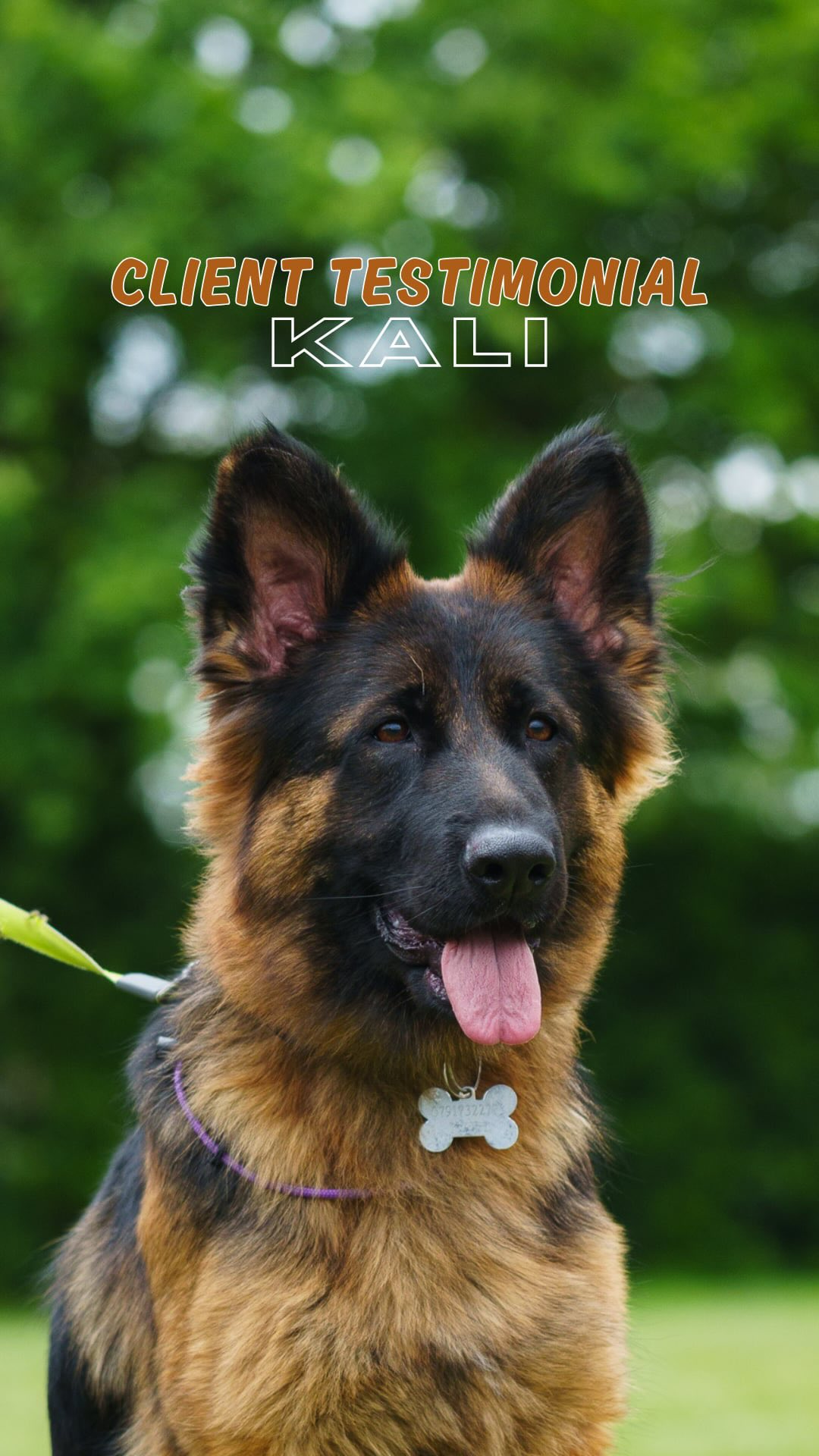 Client Testimonial - Kali ✨
“I don’t dread walks anymore”
When we first met Kali and her owners they were struggling with lead reactivity towards dogs, cars and people and was causing walks to be stressful if not completely avoided. Now they regularly join our group classes and walks, enjoy taking her to new places and even have a Shepherd puppy they are also raising!
If this sounds like you and your dog, why not get in touch and allow our team to help you and your dog too? ⬇️
🎥 @showcasedogs