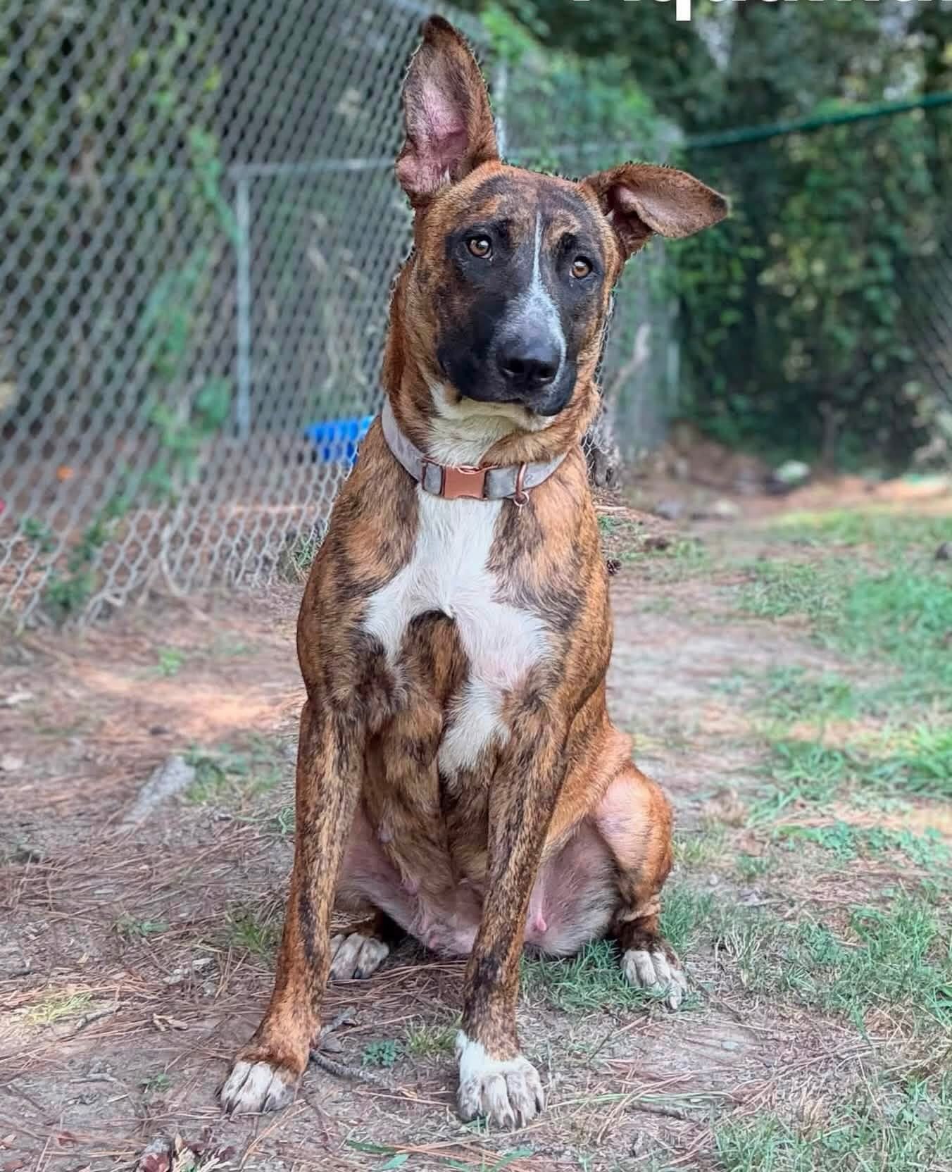 Aquamarine has those “stop you in your tracks” good looks! 😍
She’s a sweet, smart girl, listed as a Dutch Shepherd, around 3 years old, and just over 70 pounds.
She was found as a stray on John Barrow and is now available for adoption at Little Rock Animal Village.
She will be spayed, vaccinated, microchipped, and heartworm tested, all included in her $90 adoption fee.
All dogs at LRAV should be considered urgent. Intakes are vastly higher than adoptions, so if you see a dog you’re interested in, go meet them ASAP.
Please share this sweet girl! 💚🐾💜