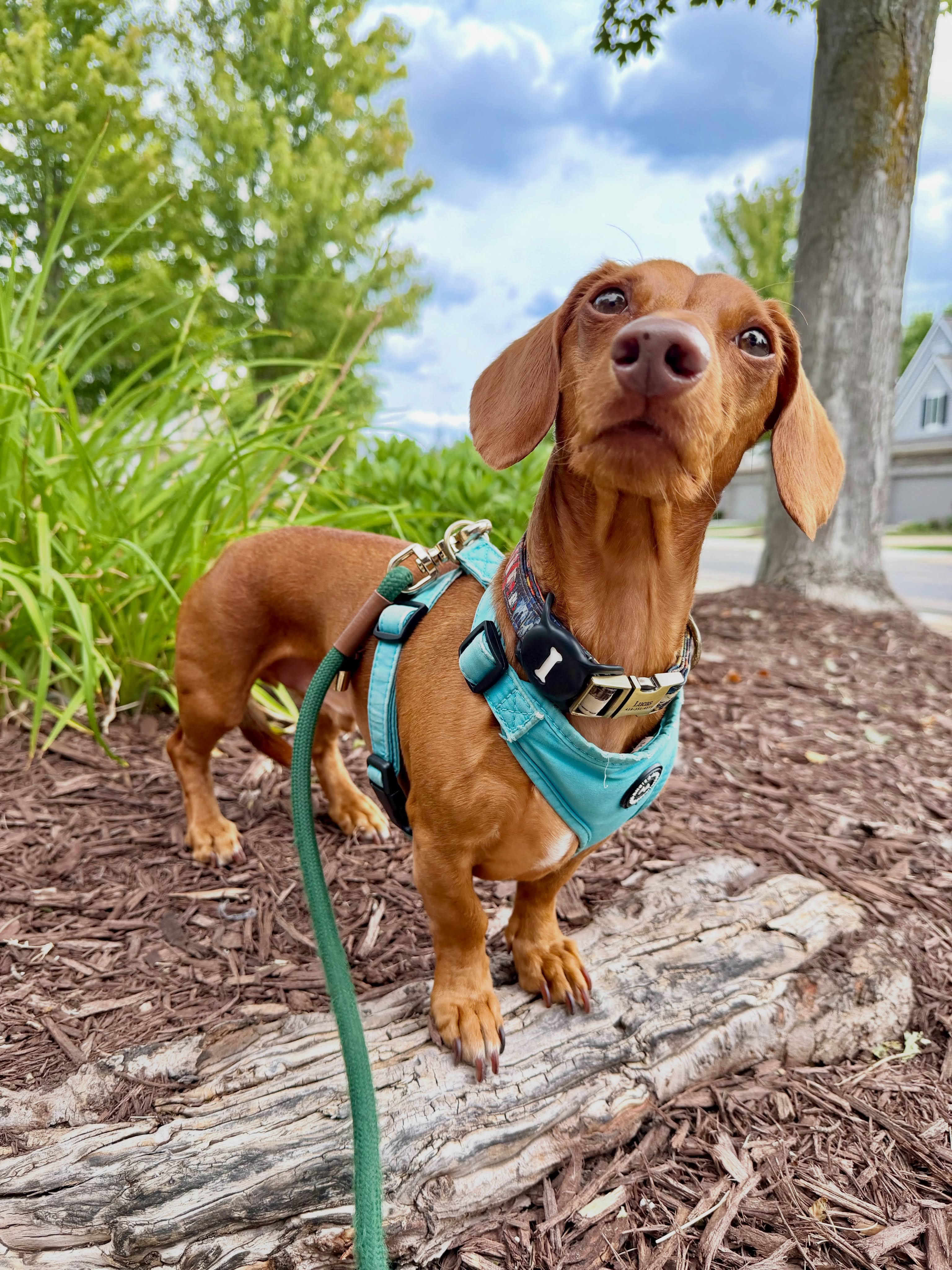 Lukie wishes everyone a wonderful and great weekend!!!
#weenie #weeniedog #cuteweenie #dogsofannarbor #furballcrew🥰