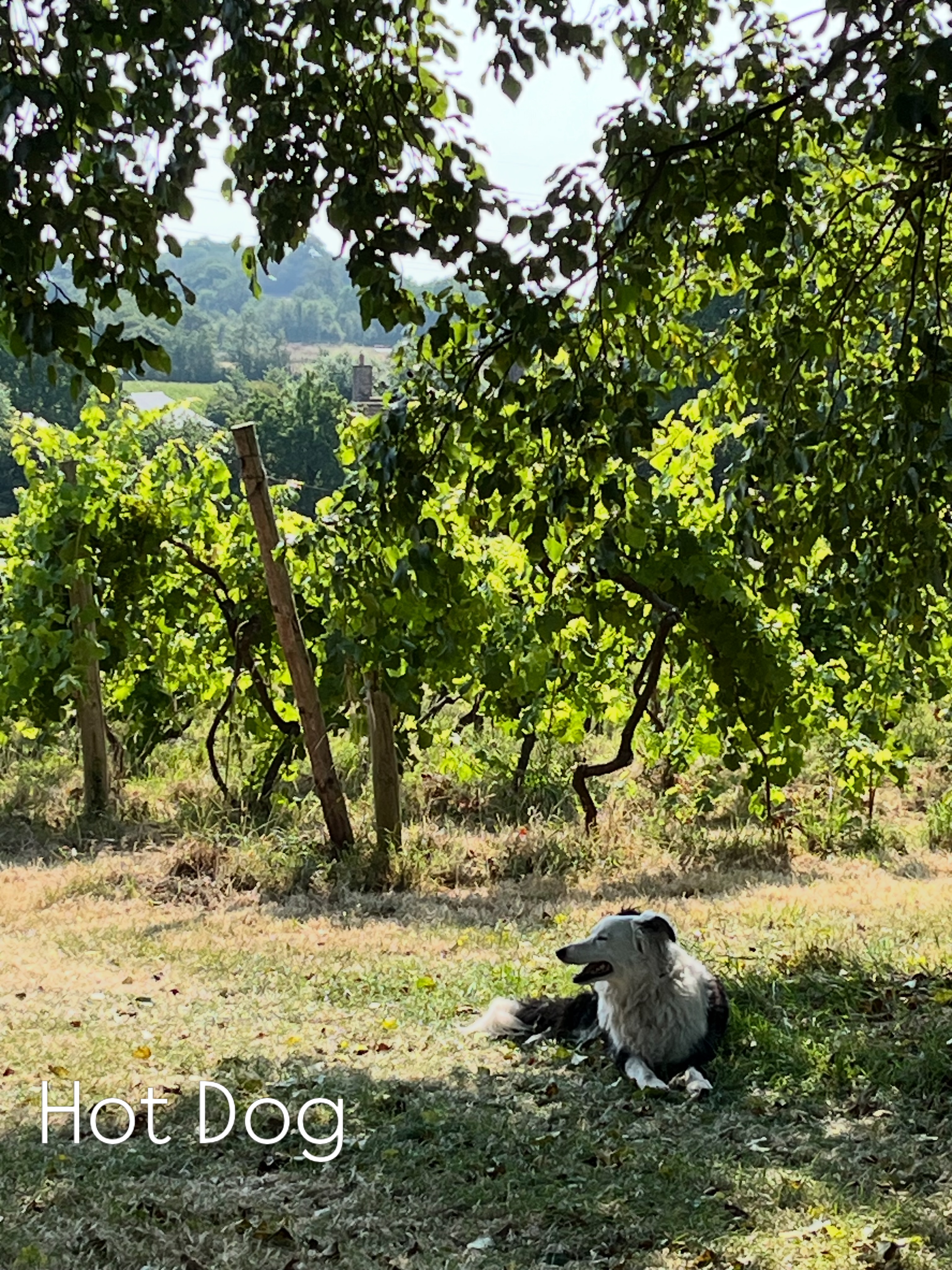 Jack the #vineyardcollie enjoying some respite from the summer heat in our shadiest picnic spot. 😍