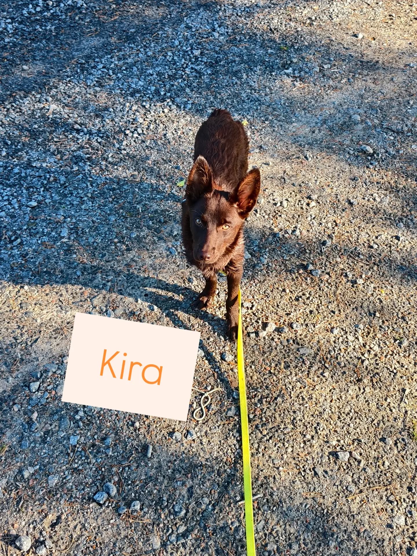 Welcome Kira β€β€β€
If you missed it, Kira is my new family member π₯°
I've known for over a year I wanted another dog.
I didn't know if it'd be another Kelpie like Zoe or a rescue dog.
But Kira showed up in my feed and I couldn't stop thinking about her. π
The timing was probably not the best, or maybe, it actually was perfect! π
πβ¨
I have had moments when I've felt like I took on something(someone) way too hard for me π (mostly because of the timing)
But I'm lucky to have a super supportive family!! π
And Kira is the best for me!! π
I love her energy and her personality!!
I'm super excited about our future adventures! π€©
Thank you @blackriverkennel
for this beautiful little girl. I feel really lucky to have her as a part of my family πβ¨β€π₯°