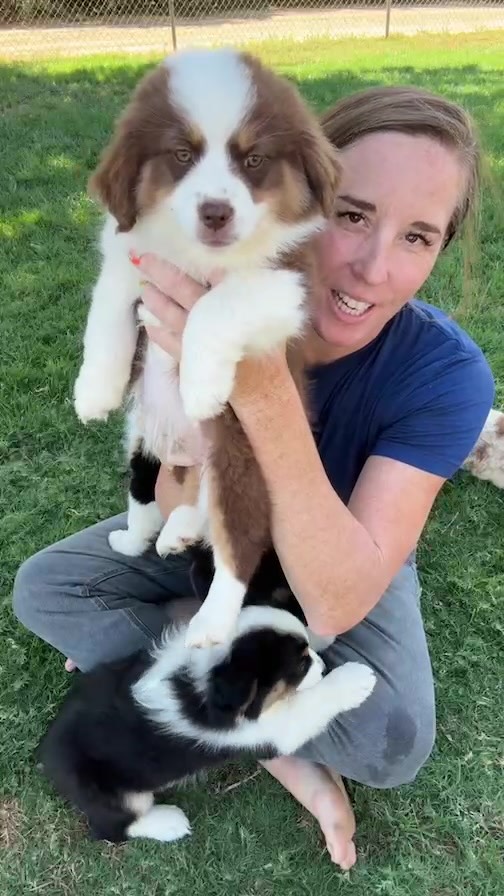 The Josie John puppies have been placed!