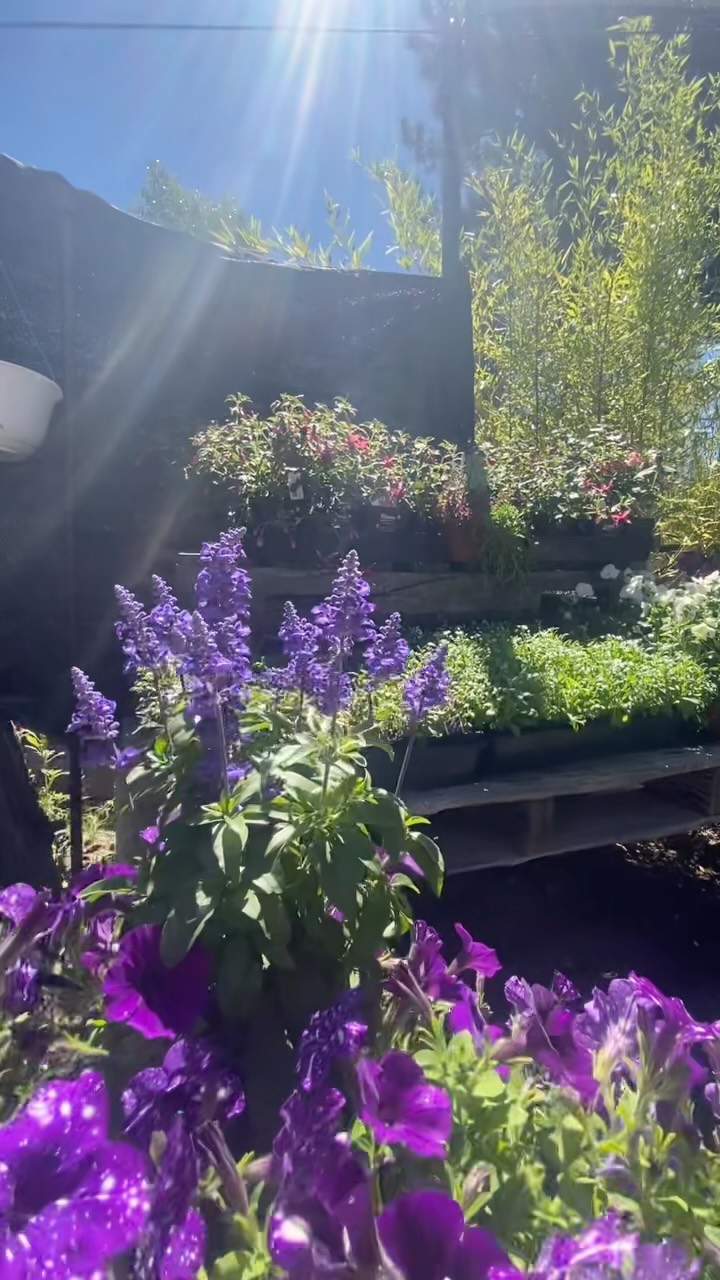 🌸🌻We have filled annual-land for the last time this summer until it’s mum season! Need filler color? We have 6packs and 4 inch containers of zinnias, snapdragons, petunia, marigolds, impatiens, and more! 🌼🌾
Open: Thursday-Monday // 9am-4pm