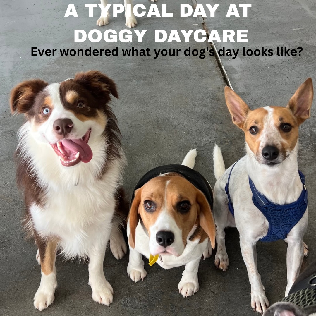 🐾 Ever wondered what your dog’s day looks like at daycare?
There’s a common misconception that daycare is just hours of non stop play… but that’s not how we do things.
At Gold Coast Doggy Daycare, every day follows a structured routine that’s designed to keep dogs happy, engaged and well balanced.
Throughout the day your pup will enjoy:
💙 Social time with carefully matched friends
💛 Supervised play and enrichment
💙 Two scheduled rest periods to recharge
💛 Calm play between rest breaks
💙 Plenty of cuddles and one on one attention from our team
During our rest periods, the lights are dimmed, calming music is played, and engagement is kept to a minimum so everyone has the chance to switch off before the next play session.
By balancing play with regular downtime, we help prevent dogs from becoming overtired or overstimulated, creating a safer, happier, and more enjoyable daycare experience for every dog.
After all… a great daycare day isn’t about playing the hardest, it’s about finding the perfect balance. 🐶💙
#GoldCoastDoggyDaycare #DoggyDaycare #GoldCoastDogs #DogDaycareLife #HappyDogs
