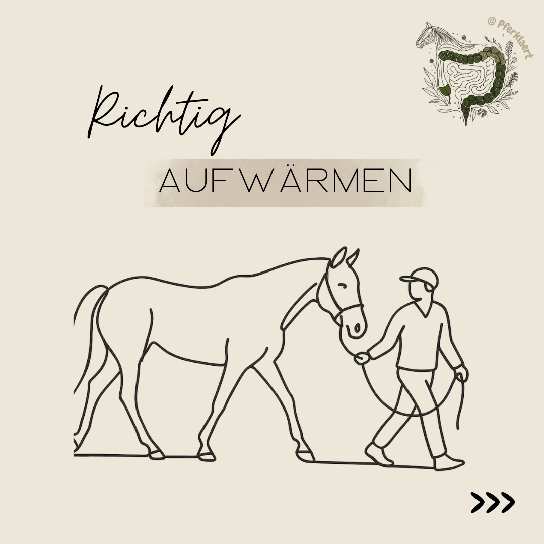 Viele reiten zehn Minuten Schritt vor dem Training – einfach, weil man es schon immer so gemacht hat. Tatsächlich steckt dahinter aber deutlich mehr als reine Tradition.
Das Aufwärmen ist die Übergangsphase vom Ruhezustand zur Trainingsbelastung. Ziel ist es, Herz-Kreislauf-System, Muskulatur, Sehnen, Bänder und Gelenke schrittweise auf die bevorstehende Arbeit vorzubereiten. Dadurch können Bewegungen ökonomischer, koordinierter und sicherer ausgeführt werden.
🔬 Die positiven Effekte sind wissenschaftlich gut belegt.
Ein wirksames Warm-up erhöht die Muskel- und Körpertemperatur, verbessert die Durchblutung der arbeitenden Muskulatur und beschleunigt die Sauerstoffaufnahme. Gleichzeitig steigen Herz- und Atemfrequenz an, die Elastizität von Muskeln und Sehnen nimmt zu und die Gleitfähigkeit der Gelenkstrukturen verbessert sich. Dadurch wird die Beweglichkeit unterstützt und das Verletzungsrisiko kann sinken.
Zusätzlich zeigen Studien, dass ein Aufwärmen die Laktatbildung zu Beginn intensiver Belastungen reduziert und die aerobe Energiebereitstellung verbessert. Die Muskulatur arbeitet dadurch von Beginn an effizienter und ermüdet langsamer.
❓ Was passiert ohne Aufwärmen?
Geht ein Pferd ohne Vorbereitung direkt in die Belastung, starten Muskeln, Sehnen und Gelenke praktisch “kalt” in die Arbeit.
Dadurch kann:
• Beweglichkeit eingeschränkt sein
• mechanische Belastung einzelner Strukturen steigen
• Muskulatur früher ermüden
• Beginn des Trainings insgesamt unökonomischer und potenziell verletzungsanfälliger werden
Studien zeigen außerdem, dass die Belastung ohne Warm-up zunächst stärker anaerob abläuft. Mit Aufwärmen verbessert sich dagegen die Sauerstoffkinetik und die Laktatakkumulation zu Beginn intensiver Arbeit fällt geringer aus.
⏱️ Wie lange sollte ein Pferd aufgewärmt werden?
Eine pauschale Minutenangabe gibt es wissenschaftlich nicht. Die aktuelle Übersichtsarbeit von Frippiat & Votion (2024) kommt ausdrücklich zu dem Schluss, dass belastbare disziplinspezifische Leitlinien bislang fehlen.
⬇️ I’m den Kommentaren geht es wieder⬇️