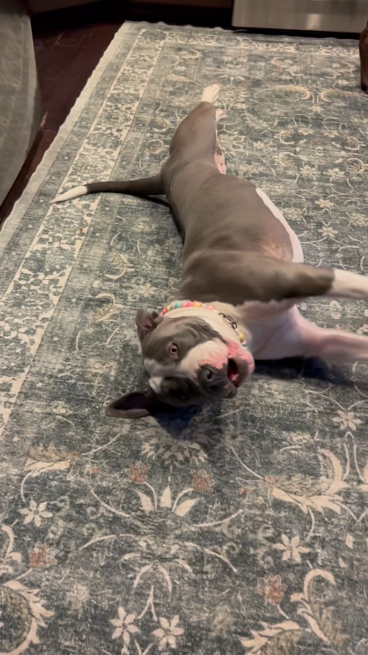 Chicken is still waiting for her forever family! Until that happens she needs a foster staring on Monday 7/20. Can you help?
🐔Chicken is crate and potty trained.
🐔 Good with other calm/balanced dogs, she does not like anxious energy. Would do great as a solo dog.
🐔 No cats and No kids
🐔loves walks and just laying in the sun ☀️
🐔 belly rubs required!
Are you able to foster this sweet girl? Please message #rescueunleashed
#sammamish
#seattle
#househippo