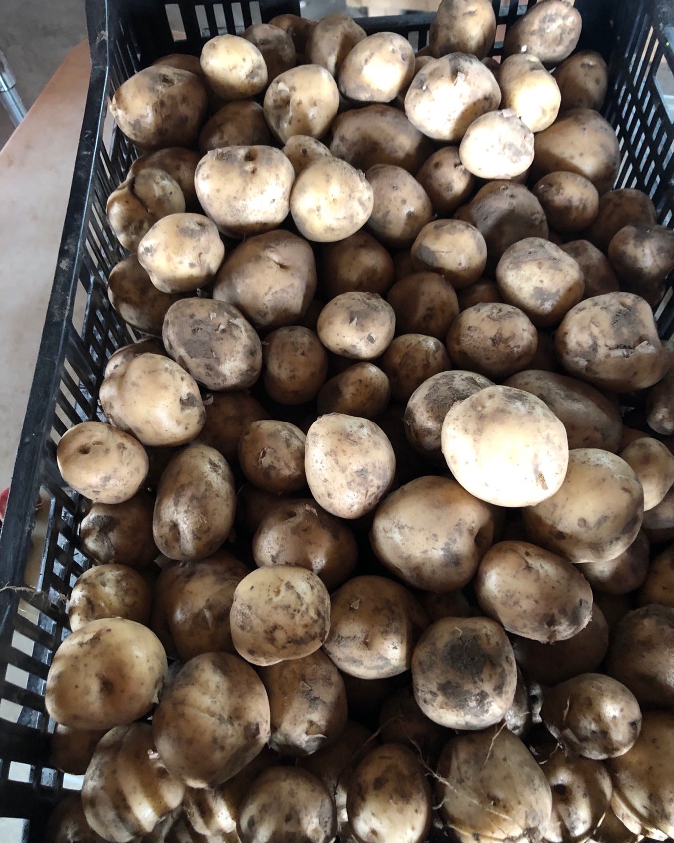Great potatoes, garlic fennel kale salad beets cabbage romaine and more today at the farm from 3-6 pm