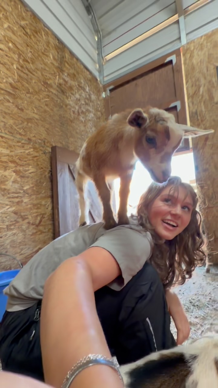 The adventures of honey 🤗
#farm #cute #babygoat #nigeriandwarfgoats #homestead