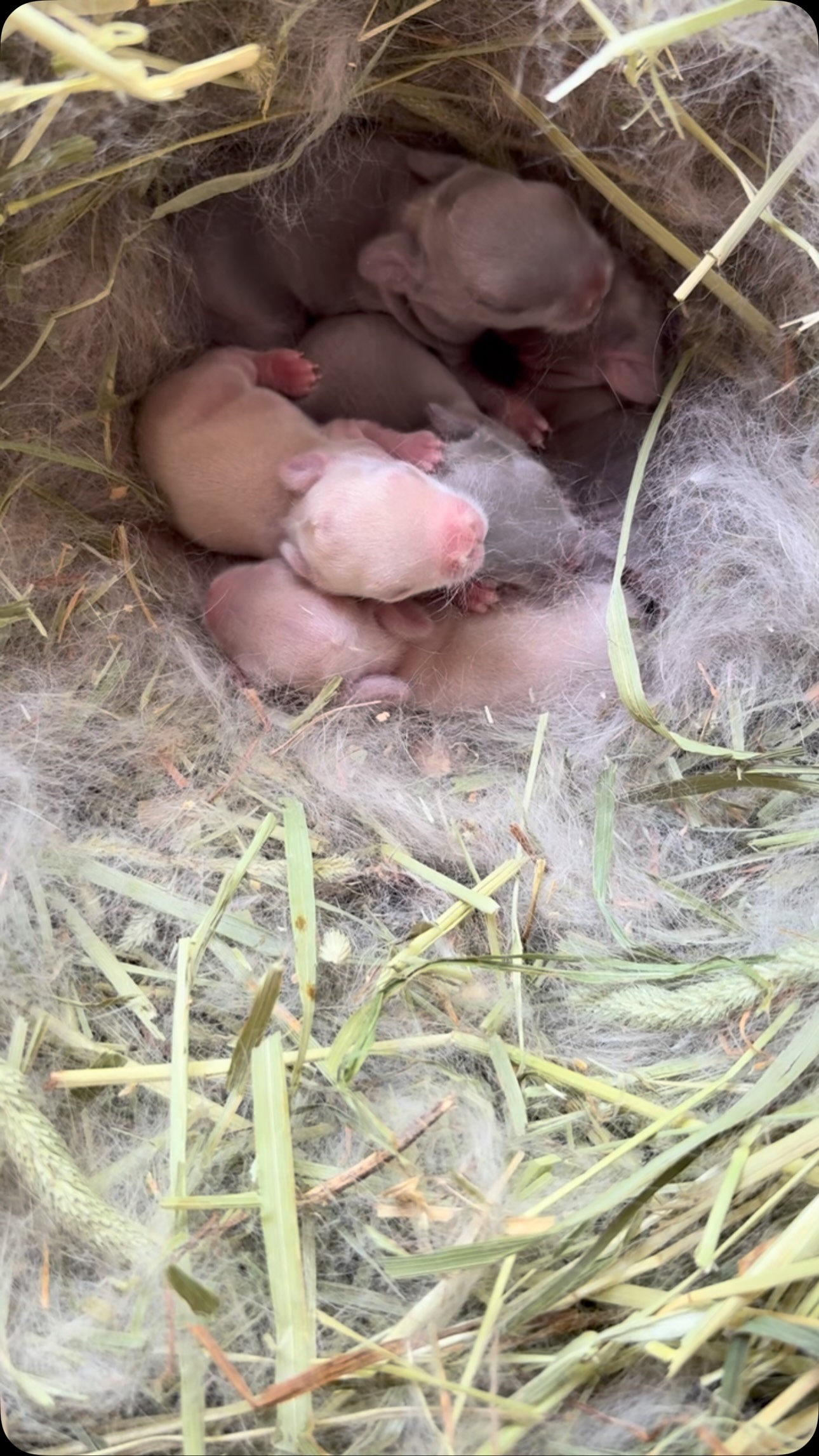 The nest is officially POPPING! 🍿🐰
Willow & Max welcomed 5 beautiful Netherland Dwarf babies, and they’re already showing off their popcorn jumps! 🥹🤍