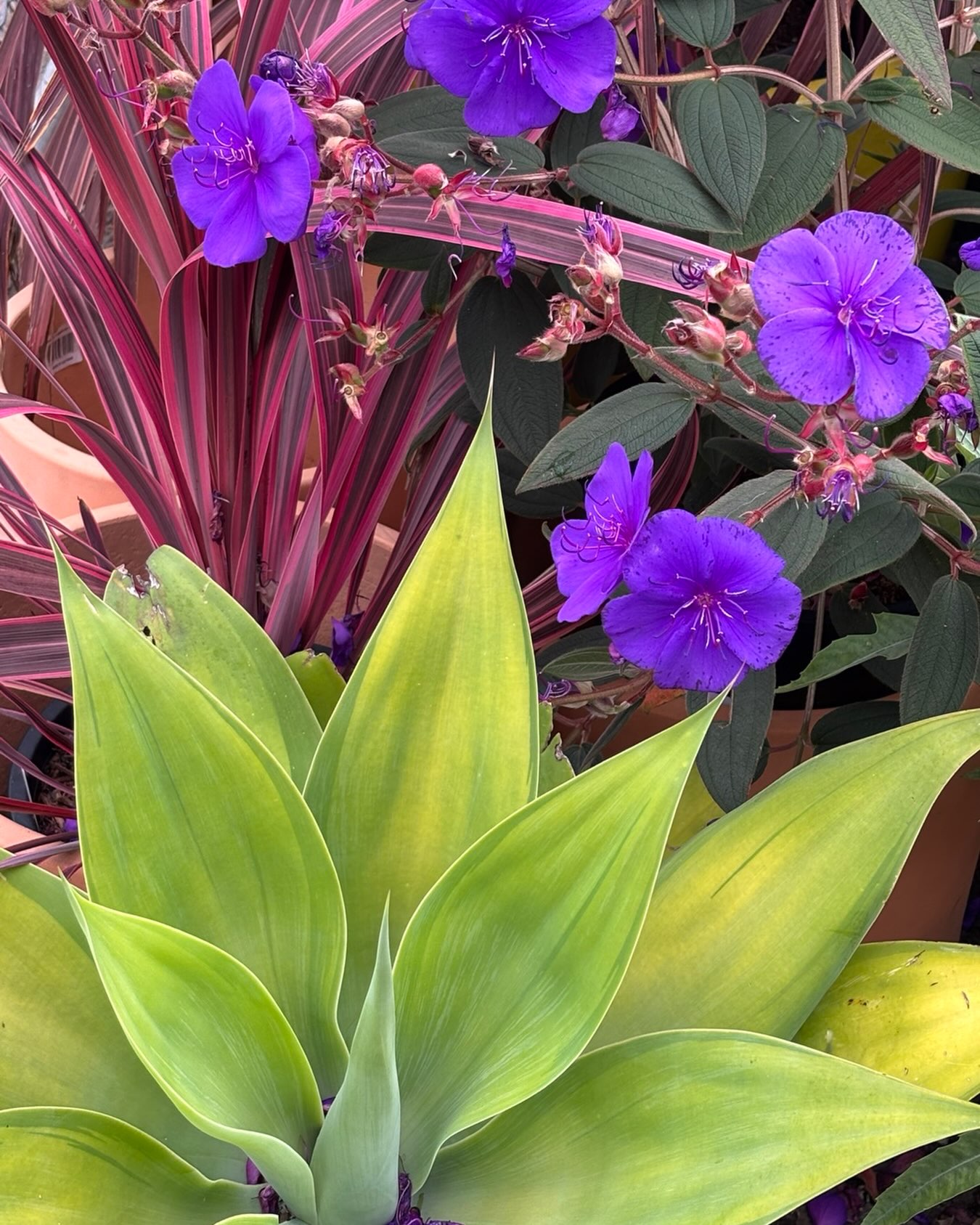A pop of color at the entrance to the dry garden nursery.