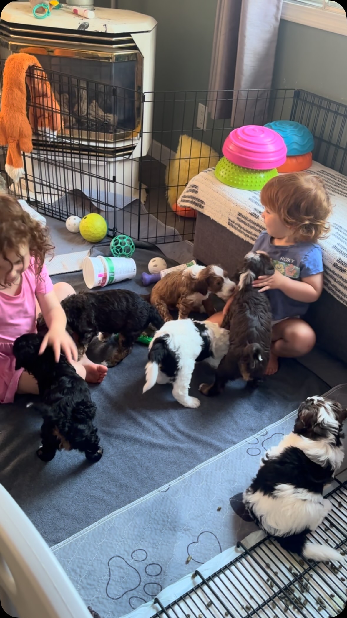 Visits with our sweet neighbours ❤️
#cutestbabyever, #cutepuppies, #bernedoodle #love #socialization