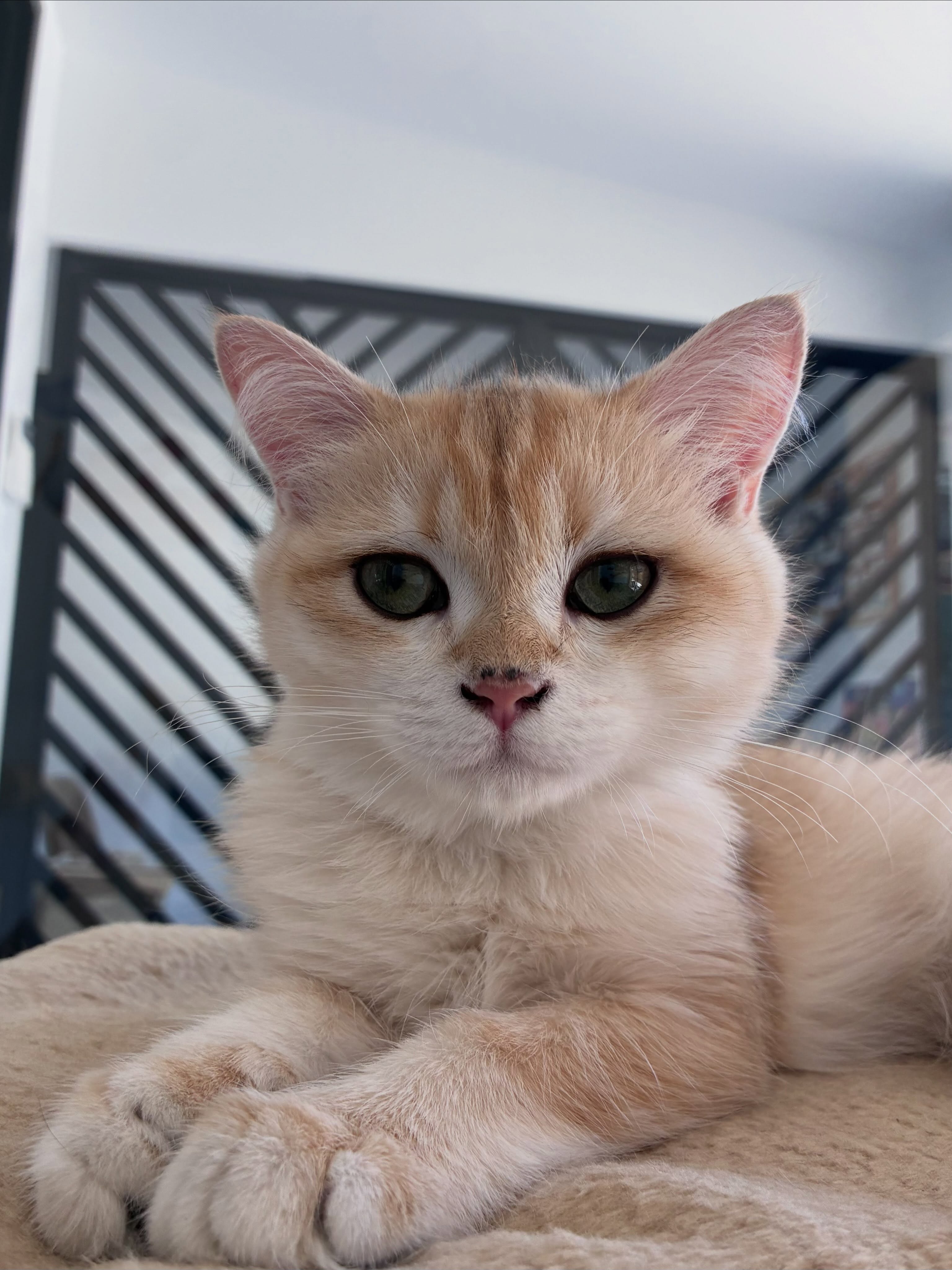 Pleins de beautés moustachus sont en vacances, en voici quelques unes 😻
Cooper, Scotty, Emy, Cola, Aïko, Sirius, Nova, Diva, Angel, April, Platon, Zorro, Lili, Câline et Tokyo 🐱
Un chouchou ? 🥰
#cat #cats_of_instagram #chat #pensionpourchats #hotelpourchat