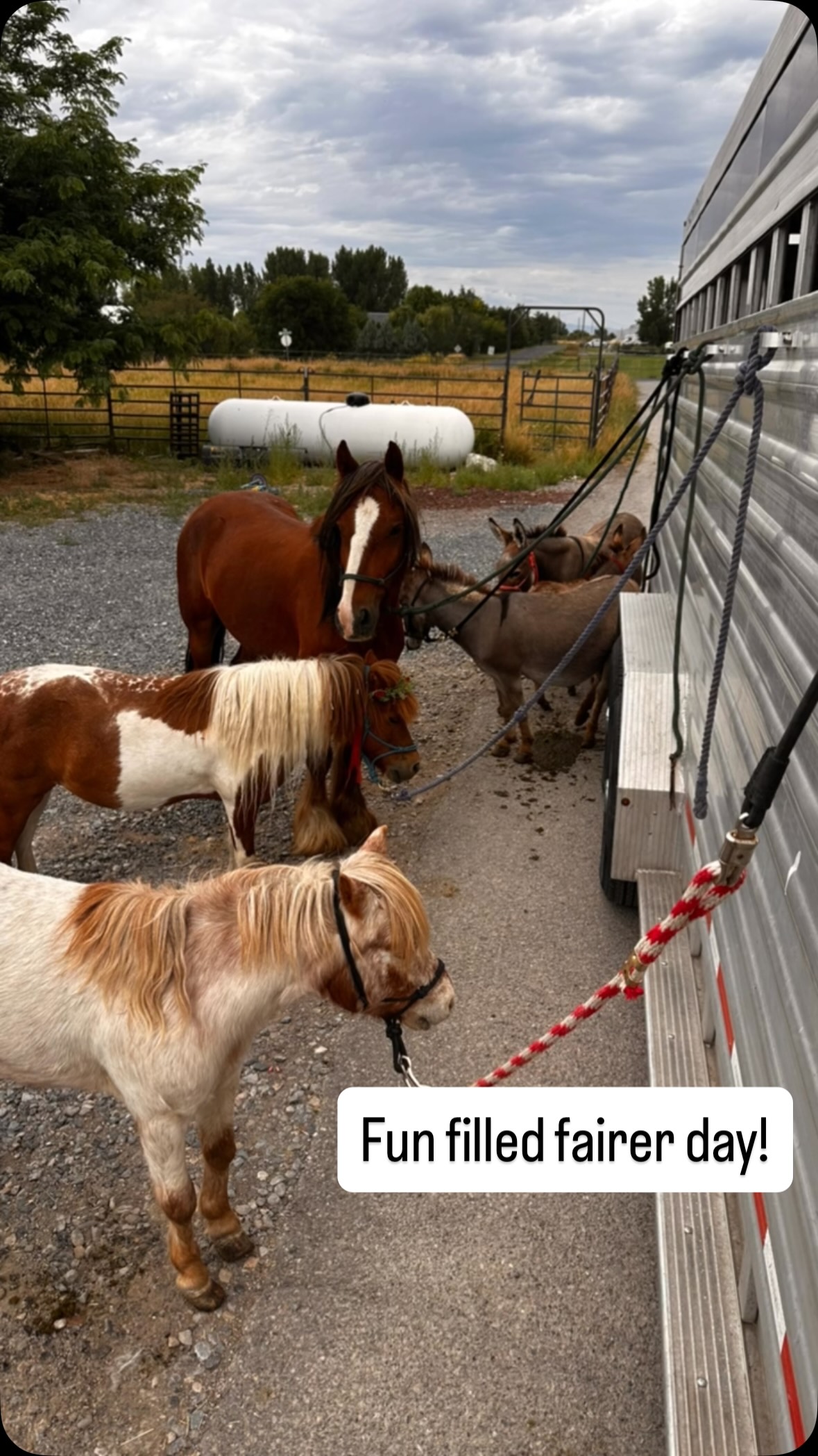 A HOT day getting our equine charges feet taken care of. Made sure no one had to wait in the trailer.
We love our farrier! You never know what attitude the minis are going to bring but surprisingly the horses were great and the donkeys felt the need to remind us they know how to throw hooves.
#rockymountainreindeerfarm #minifarm #hoofcare #farrier #donkey