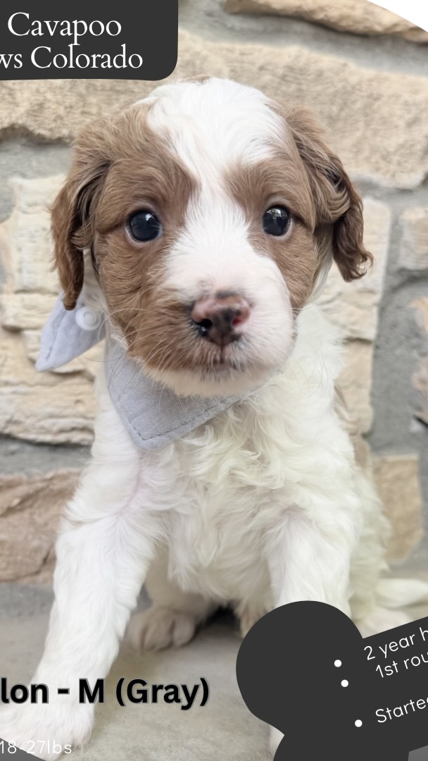Waylon is still looking for his forever 🏡! He’s so sweet! Let me know if you want to come meet or play with him!!! 🥰#cavapoo #puppies #puppypawscolorado #doodlepuppy