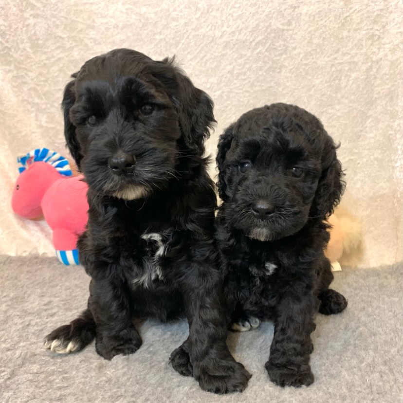 💕 vi har en herlig liten medium-jente som fortsatt venter på den helt rette familien. 💕
Hun er født 07.06.2026 og er klar for å flytte til sitt nye hjem fra mandag 3. august.
🐾 Forventet størrelse:
• Liten medium
• Ca. 12–15 kg
• Ca. 43–46 cm i mankehøyde
🐶 Foreldre:
🤍 Mamma Freia – 14 kg / 46 cm
🤍 Pappa Neville – 15 kg / 47 cm
✨ Hun forventes å få en nydelig fleecepels som er allergivennlig og lavtrøytende.
Før hun reiser til sin nye familie vil hun være:
✔️ Chippet
✔️ Helsesjekket
✔️ Vaksinert
✔️ Behandlet med nødvendige ormekurer
Med på reisen får dere:
📖 Helsebok med veterinærattest fra 8-ukerskontrollen
📜 Stamtavle
📁 Valpemappe med gode tips og råd for den første tiden sammen
💕 Ta gjerne kontakt dersom dere ønsker mer informasjon eller har spørsmål – vi gleder oss til å høre fra dere!
Du kan også nå oss her:
📧mail@drobakhundehotell.no
📧thomas@drobakhundehotell.no
📧post@kennelnor.no
📞Laugi: +47 46 86 20 78
📞Thomas: +47 41 44 46 45
Telefontid: man-tor kl. 10-16.