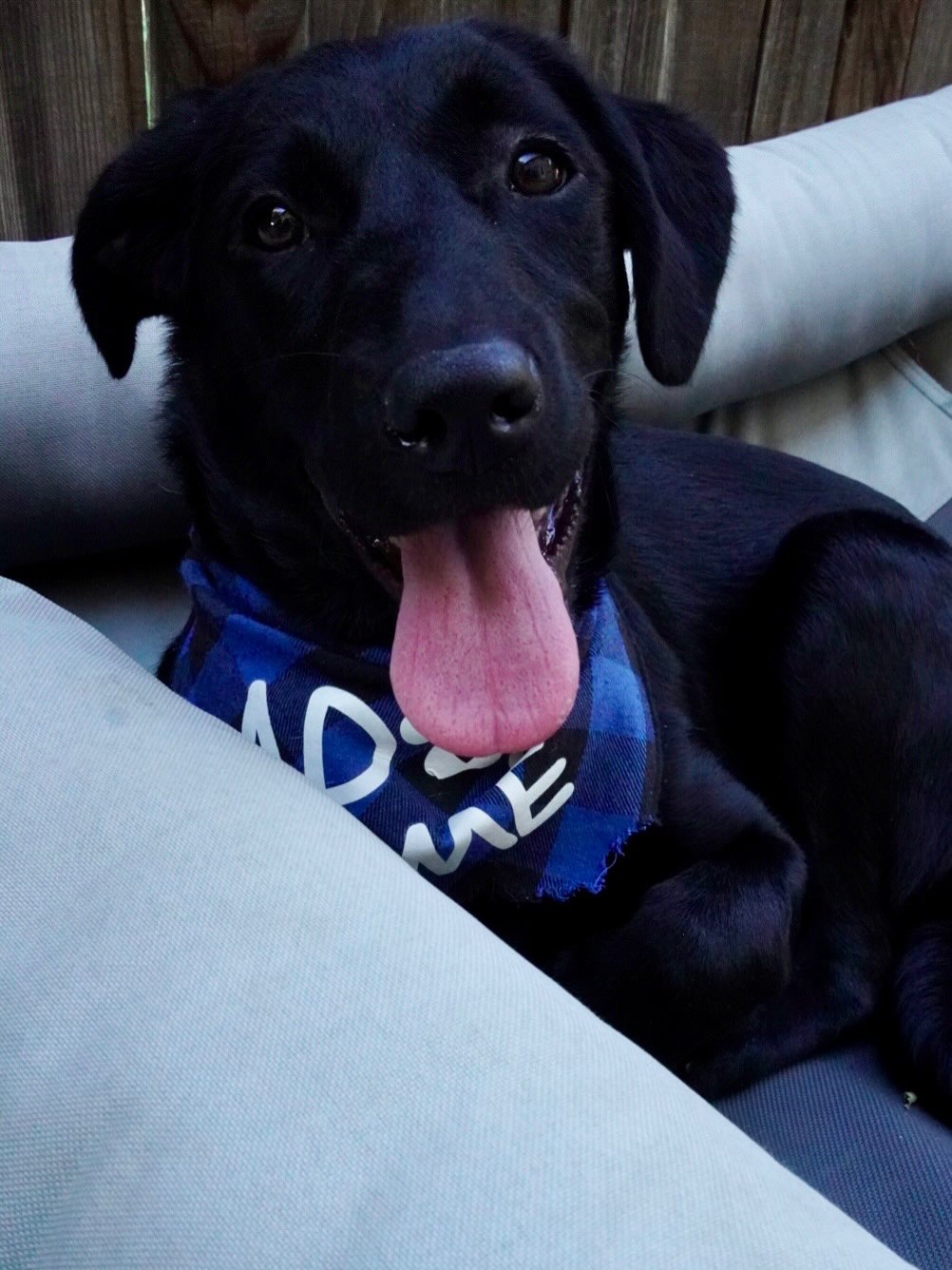 ***ADOPTED***
🐾Pup of the day: Lilo, 4 months old!
What was it that Stitch said?! “Ohana means family…” and Lilo is looking for hers!🥰
This sweet girl has come such a long way. Not just from Arkansas, but in her foster home too! From being carried off the transport van🚐, to running up to all of her new friends and giving kisses, she has gained the confidence to find her forever family. Turns out, she just needed some love! Can you give it to her?🩵
Lilo is thriving with routine, sleeping in her crate at night, and is ready to melt your heart with all the cuddles she has to give. Her ohana is out there, we just know it!
Sound like a match? 🔜 apply online or contact your adoption coordinator if you are pre-approved. MHLRM.com