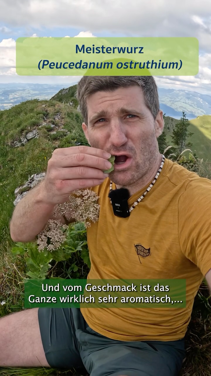 MEISTERWURZ (Peucedanum ostruthium) 🌿⛰️ - Nein, das ist kein Giersch !!!
Der Meisterwurz kommt im Tiefland nicht vor, sondern nur in den höheren Lagen der Alpen (bzw. Karpaten, Appeninen, usw) und ist dort an nährstoffreichen, halbschattigen Stellen oft sehr charakteristisch, egal ob unterhalb von Felswänden, an etwas schattigeren Nordflanken, an Bachufern, Hochstaudenfluren. Die Art ist u.a. auch wegen seinem sehr angenehmen würzigen Geschmack kulinarisch vielfältig verwendbar, egal ob die Blätter im Salat, Als Tee, usw. oder auch die „Samen“ im Herbst als (haltbares) leckeres Wildgewürz.
Auch in der traditionellen alpinen Volksheilkunde wurde der Meisterwurz verwendet, dies v.a. die sehr würzigen Rhizome. In der modernen Pflanzenheilkunde hat die Art jedoch keine besondere Bedeutung, bzw. wurde bisher auch von den Wirkstoff, usw. kaum untersucht. Es kann also durchaus sein, dass der Meisterwurz eine unterschätzte Heilpflanze ist, die es bisher nicht von den Alpen in die grosse weite Welt geschafft hat.
Mehr über den Meisterwurz, u.a. auch saubere Bestimmung, findest du in meinem neuen Video auf Youtube zum Thema „Essbare Alpenkräuter“ 🌱⛰️🇨🇭🎥
#essbarewildpflanzen #wildkräuterküche #meisterwurz #peucedanumostruthium #alpenkräuter