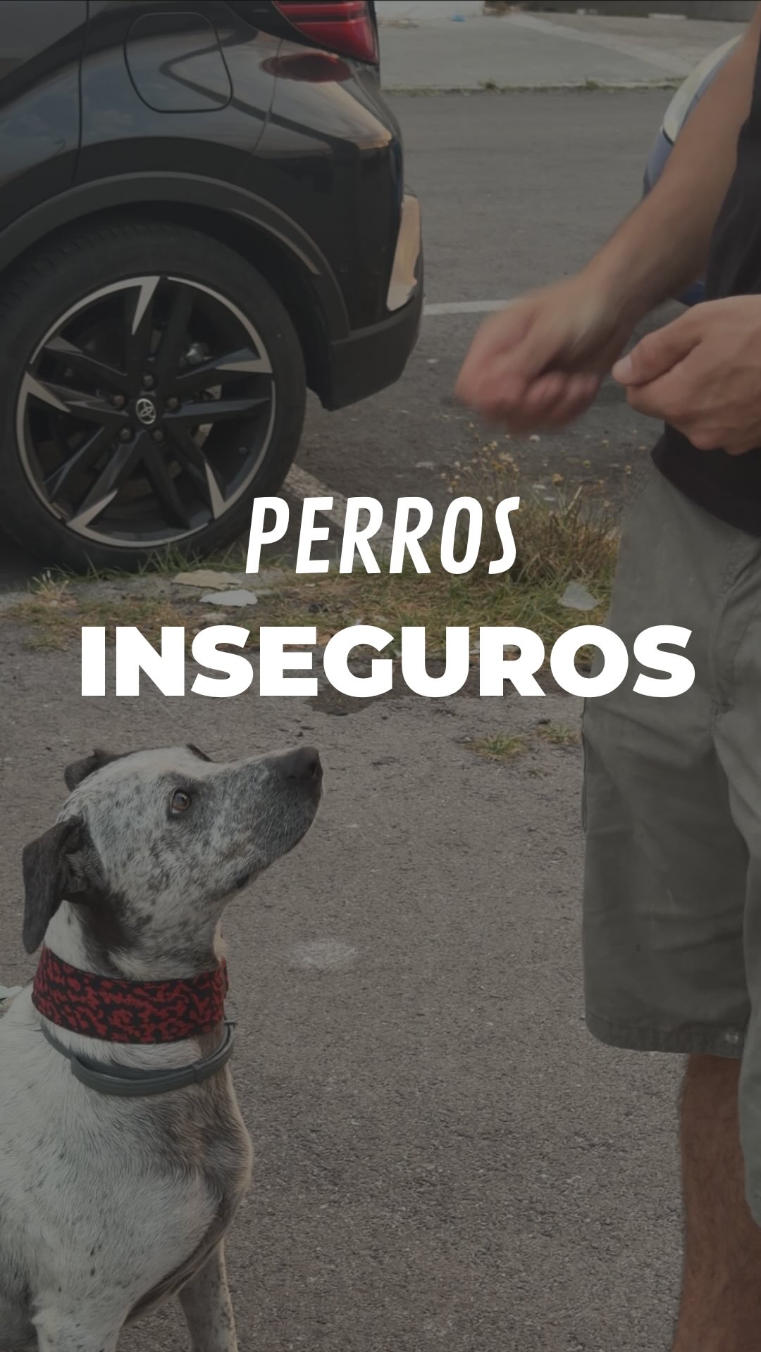 Esto es una de las cosas que practicamos en las clases grupales🤓
Mina es una perra muy insegura con las personas y, por miedo, su reacción a veces es ladrar o morder.🫣
Estamos trabajando con ella para positivizar el entorno y que vaya ganando confianza con las personas, pero aquí los que también tenéis que aprender sois vosotros 🫵.
Por un lado, la gente de fuera tiene que saber cómo acercarse a un perro inseguro: sin mirar a los ojos, sin invadir su espacio y dejando que sea el perro quien decida si quiere acercarse o no.
Y por otro lado, el guía tiene muchísima faena:
🐕 Aprender a leer a su perro para saber cuándo está cómodo y cuándo no.
🚫 Evitar ese acto reflejo de tensar la correa "por si acaso", porque esa tensión se la contagias al instante.
Respetar su espacio y gestionar nuestra propia energía es clave para ayudarles.✨
📌 Guarda el vídeo si tienes un perro inseguro o te cruzas a menudo con ellos.
~
#dogtraining #educacioncanina #modificaciondeconducta #socializacioncanina #maresme