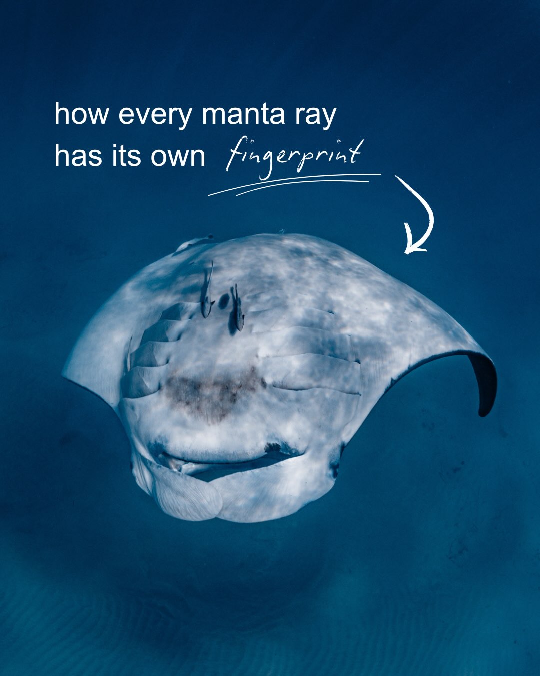 Did you know every manta ray has its own unique “fingerprint ”? 🤍
These unique markings allow researchers to identify individual mantas and track them throughout their lives.
Every tour, our photographers capture beautiful images of the mantas we encounter. Beyond creating unforgettable memories for our guests, these photos can also contribute to the incredible work of the Ningaloo Manta Project.
Learn more at https://ningaloomantas.org 🌊